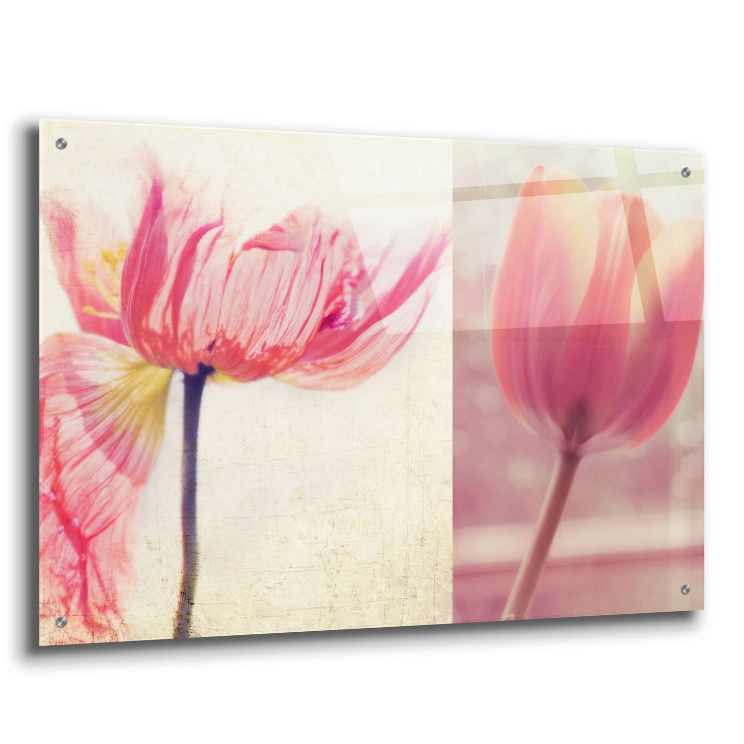 Epic Art ' Poppy & Tulip' by Myan Soffia, Acrylic Glass Wall Art,36x24