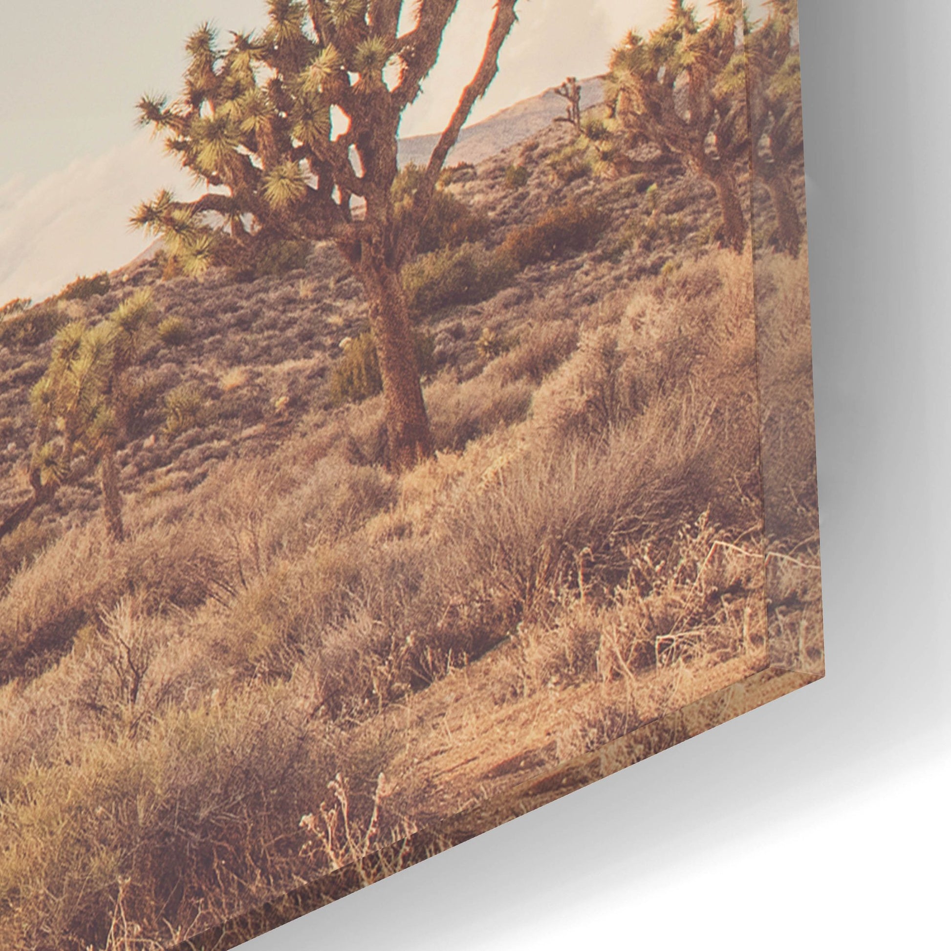 Epic Art ' Sunshine & Joshua Trees' by Myan Soffia, Acrylic Glass Wall Art,16x12