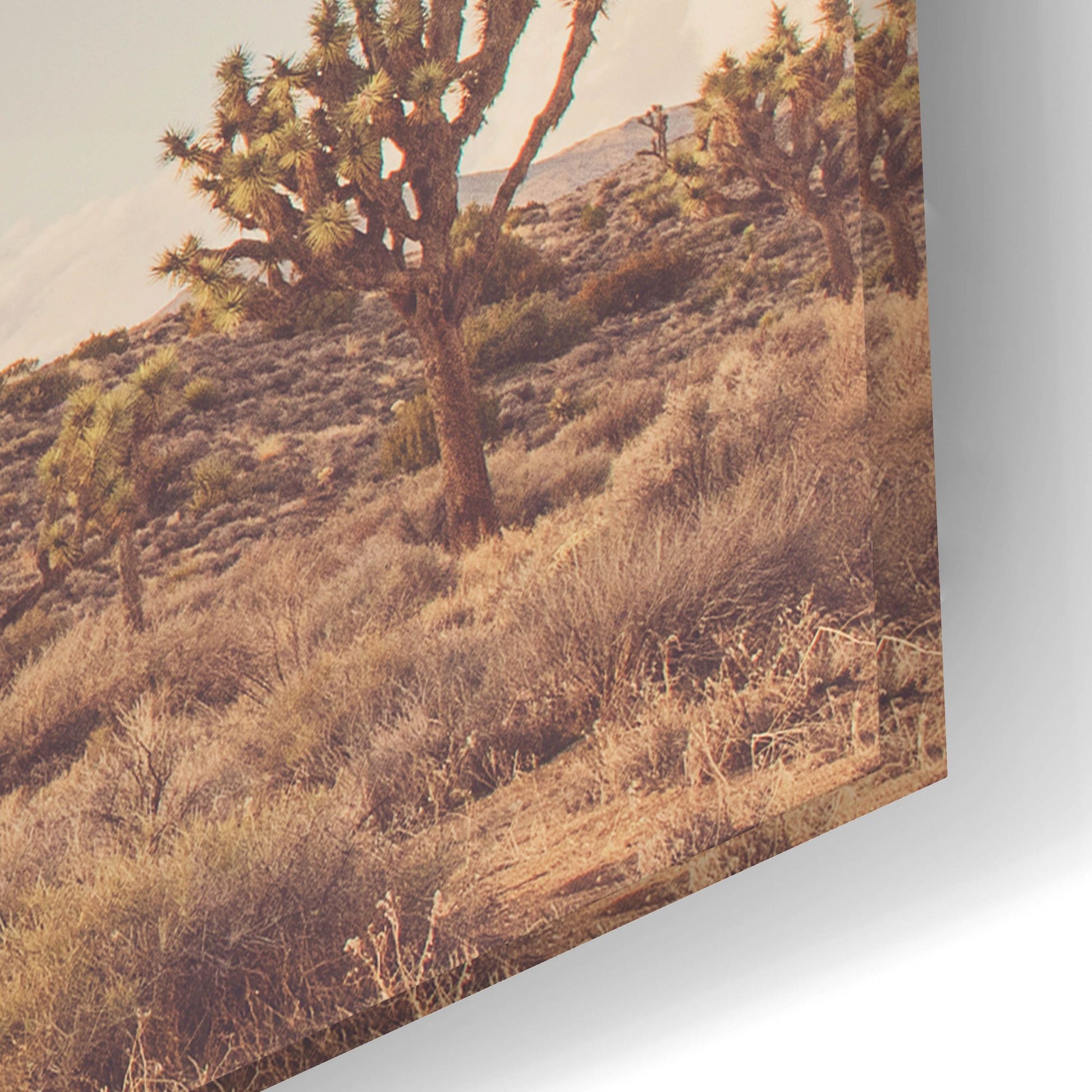 Epic Art ' Sunshine & Joshua Trees' by Myan Soffia, Acrylic Glass Wall Art,24x16