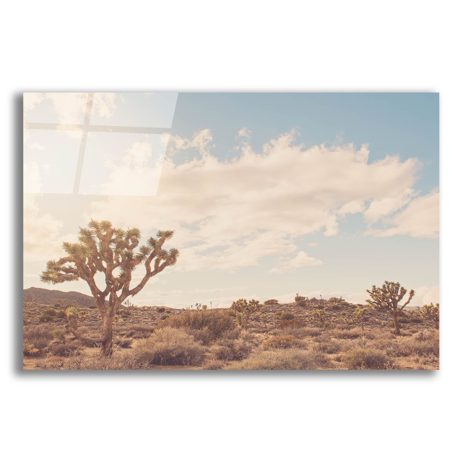 Epic Art ' Sunshine & Joshua Trees' by Myan Soffia, Acrylic Glass Wall Art,24x16