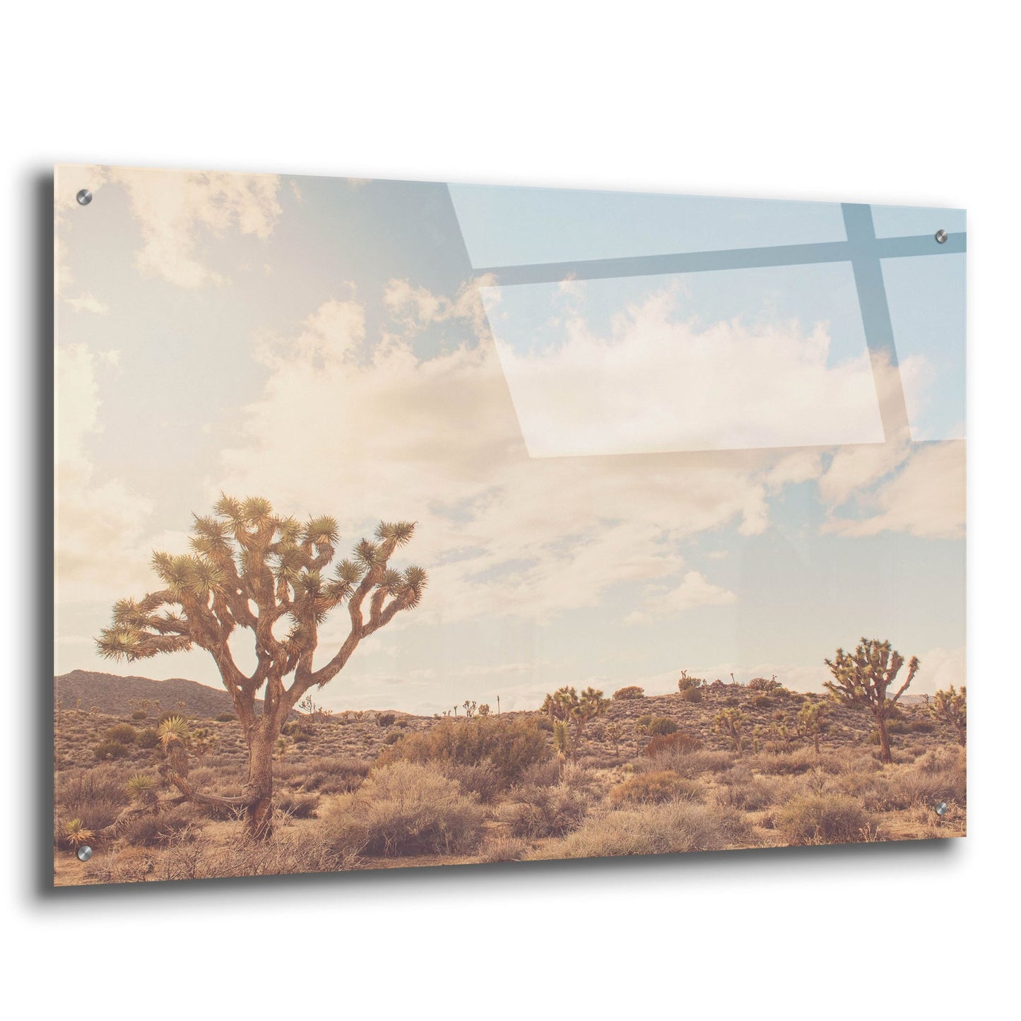 Epic Art ' Sunshine & Joshua Trees' by Myan Soffia, Acrylic Glass Wall Art,36x24