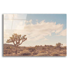 Epic Art ' Sunshine & Joshua Trees' by Myan Soffia, Acrylic Glass Wall Art