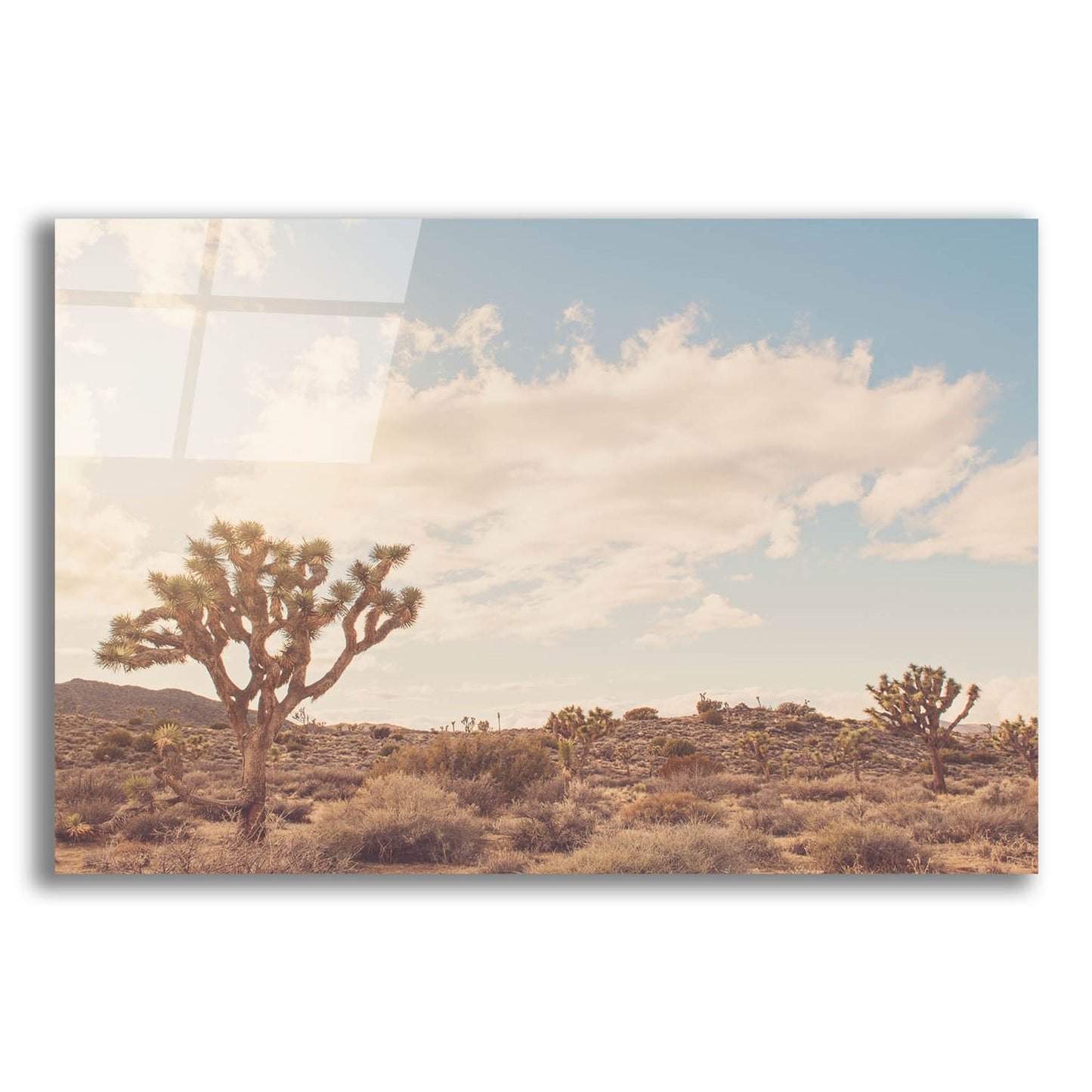 Epic Art ' Sunshine & Joshua Trees' by Myan Soffia, Acrylic Glass Wall Art