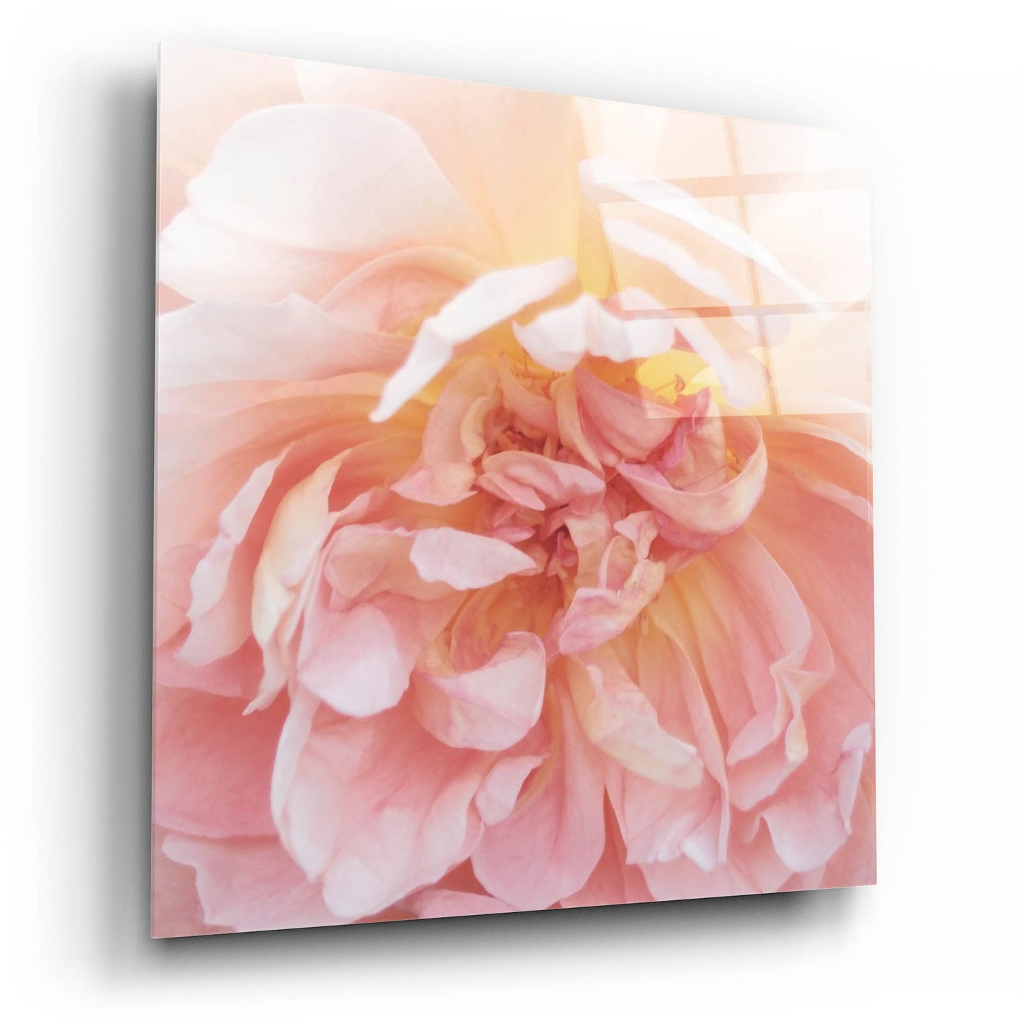 Epic Art ' Heavenly Rose' by Rebecca Swanson, Acrylic Glass Wall Art,12x12