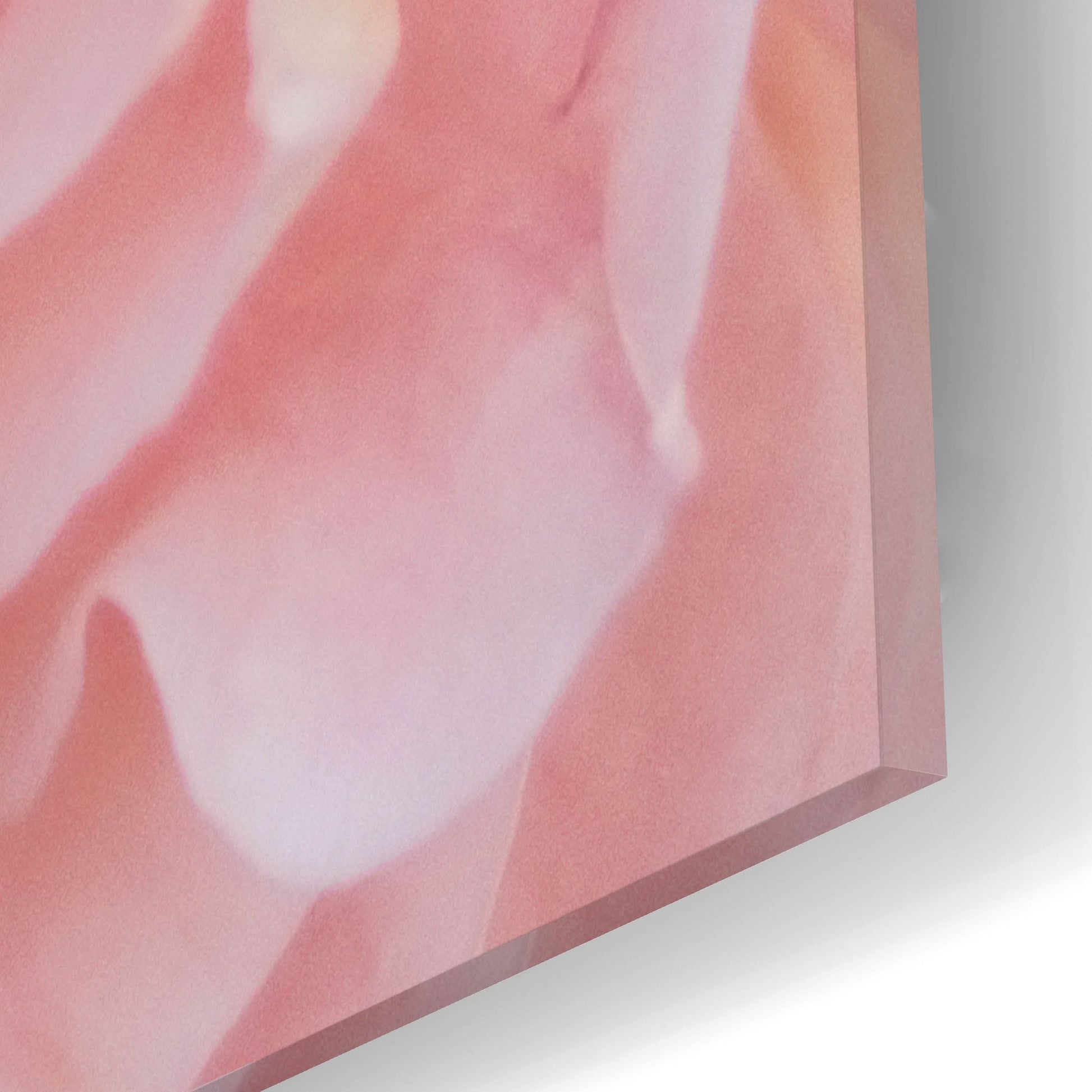 Epic Art ' Heavenly Rose' by Rebecca Swanson, Acrylic Glass Wall Art,12x12