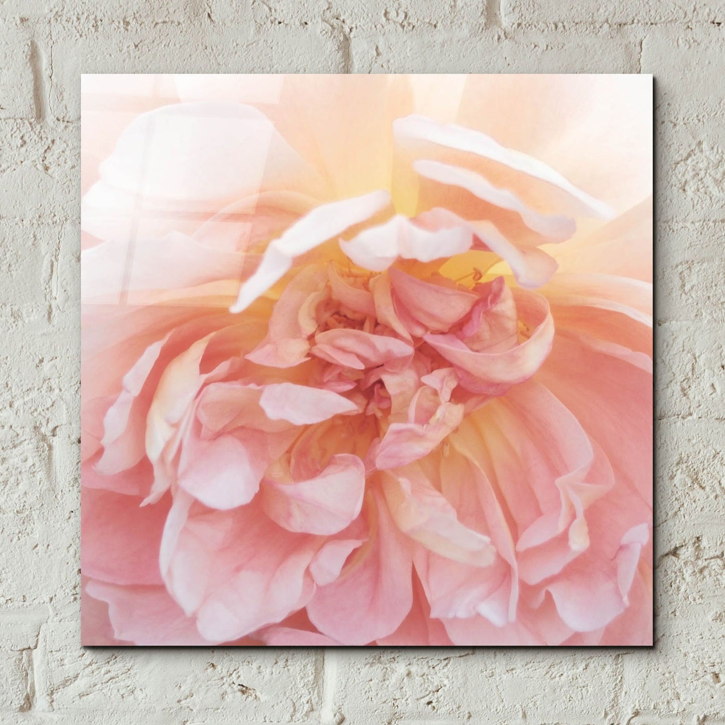 Epic Art ' Heavenly Rose' by Rebecca Swanson, Acrylic Glass Wall Art,12x12