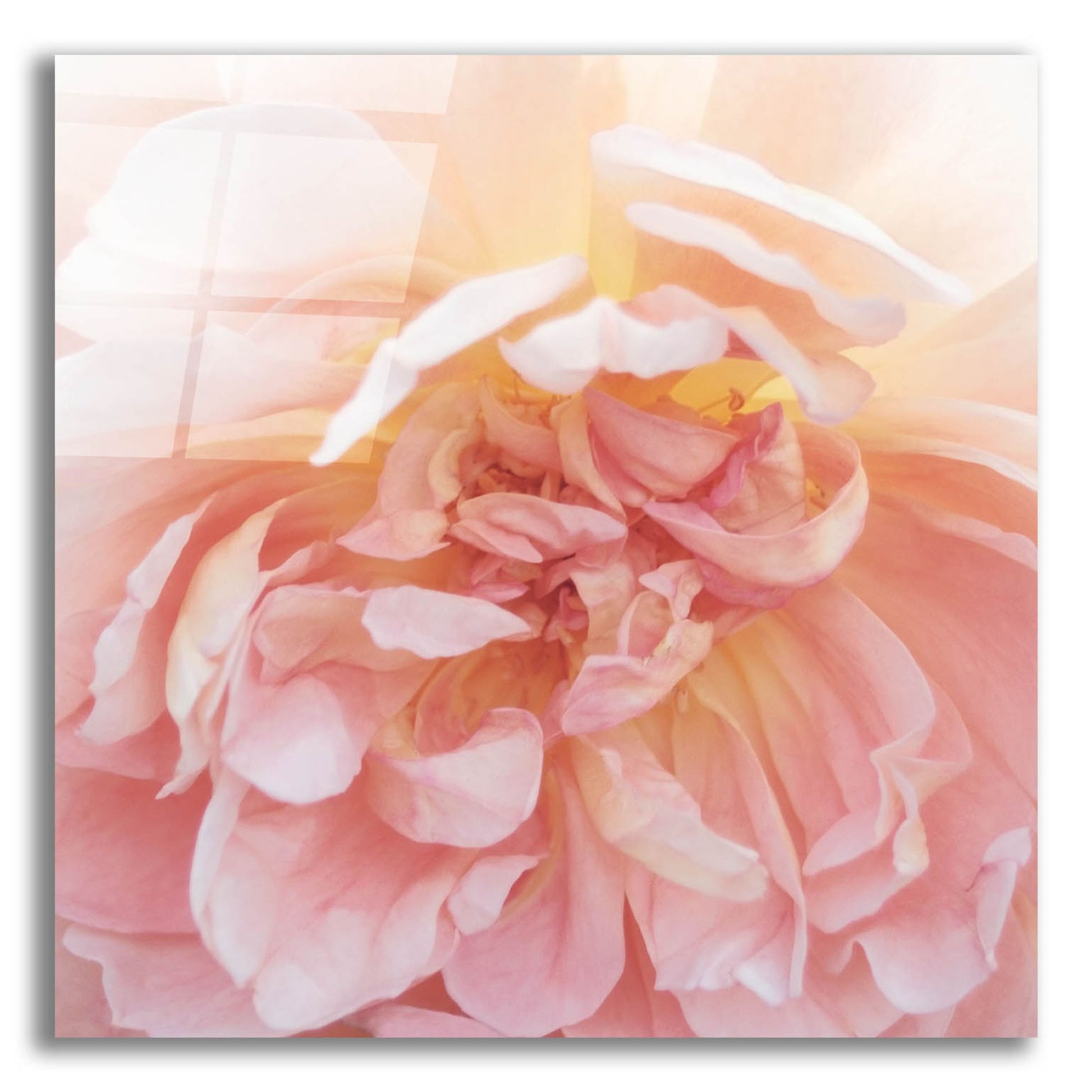 Epic Art ' Heavenly Rose' by Rebecca Swanson, Acrylic Glass Wall Art