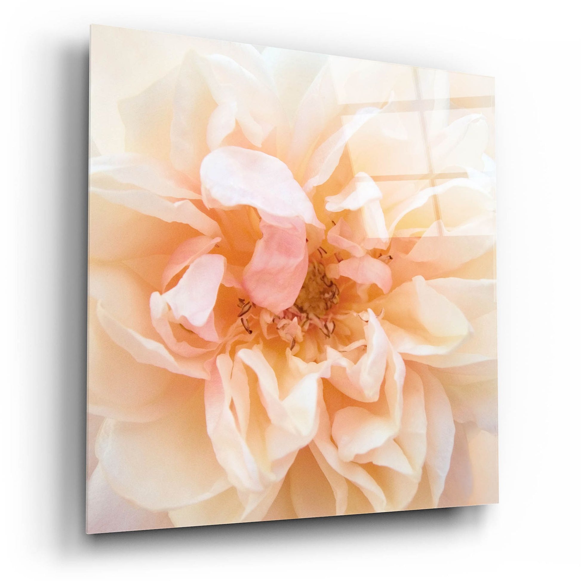 Epic Art ' Promise Rose' by Rebecca Swanson, Acrylic Glass Wall Art,12x12