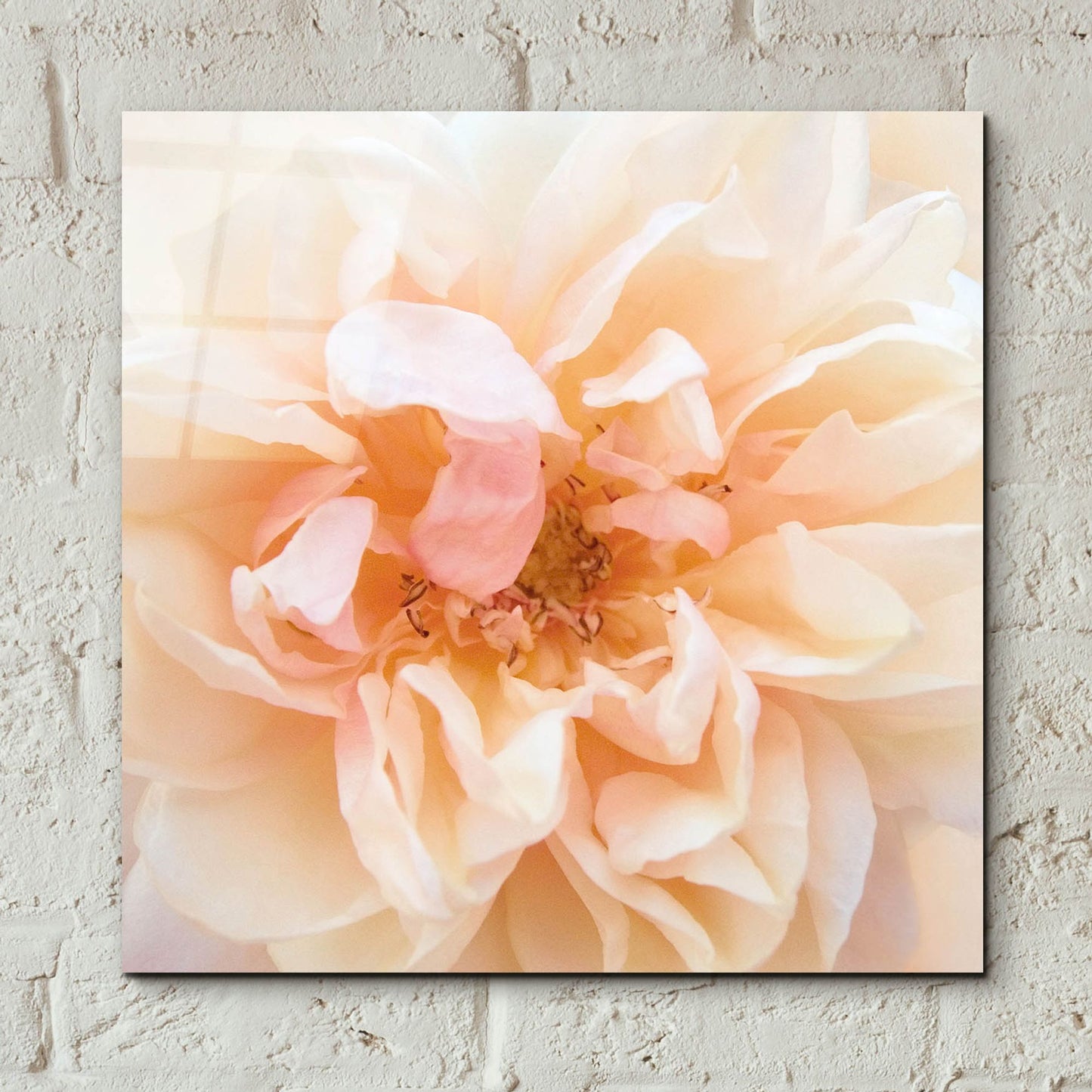 Epic Art ' Promise Rose' by Rebecca Swanson, Acrylic Glass Wall Art,12x12