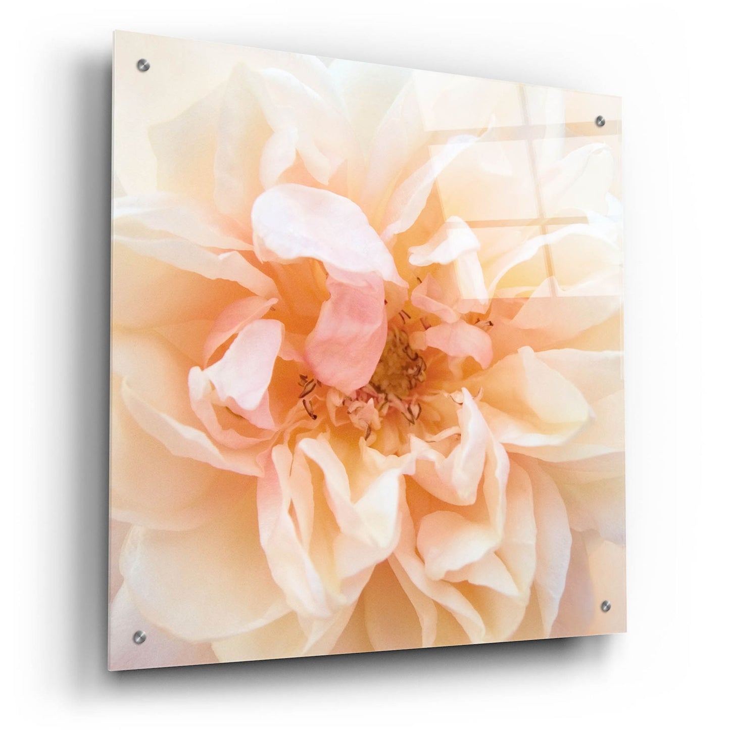 Epic Art ' Promise Rose' by Rebecca Swanson, Acrylic Glass Wall Art,24x24