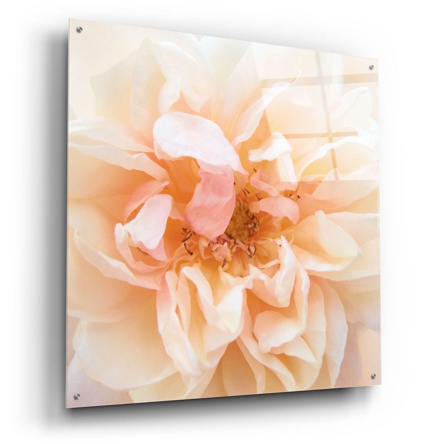 Epic Art ' Promise Rose' by Rebecca Swanson, Acrylic Glass Wall Art,36x36