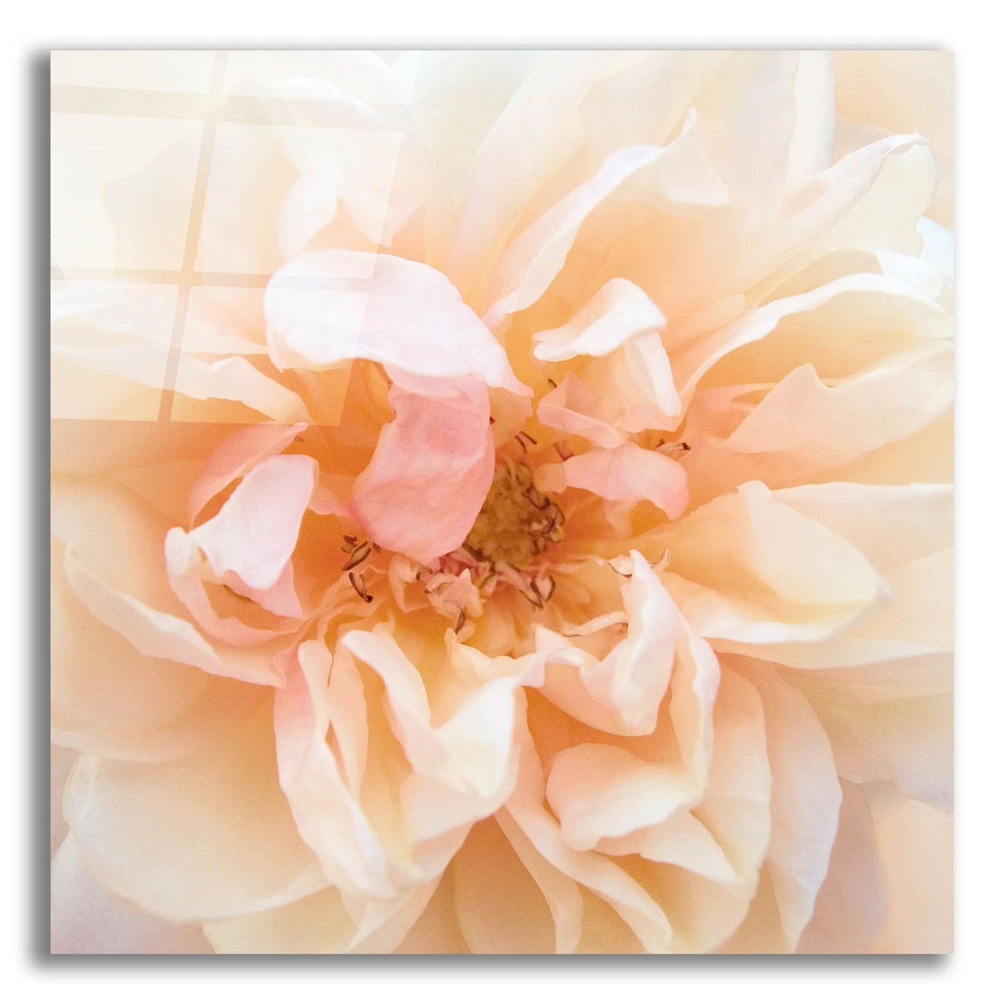 Epic Art ' Promise Rose' by Rebecca Swanson, Acrylic Glass Wall Art