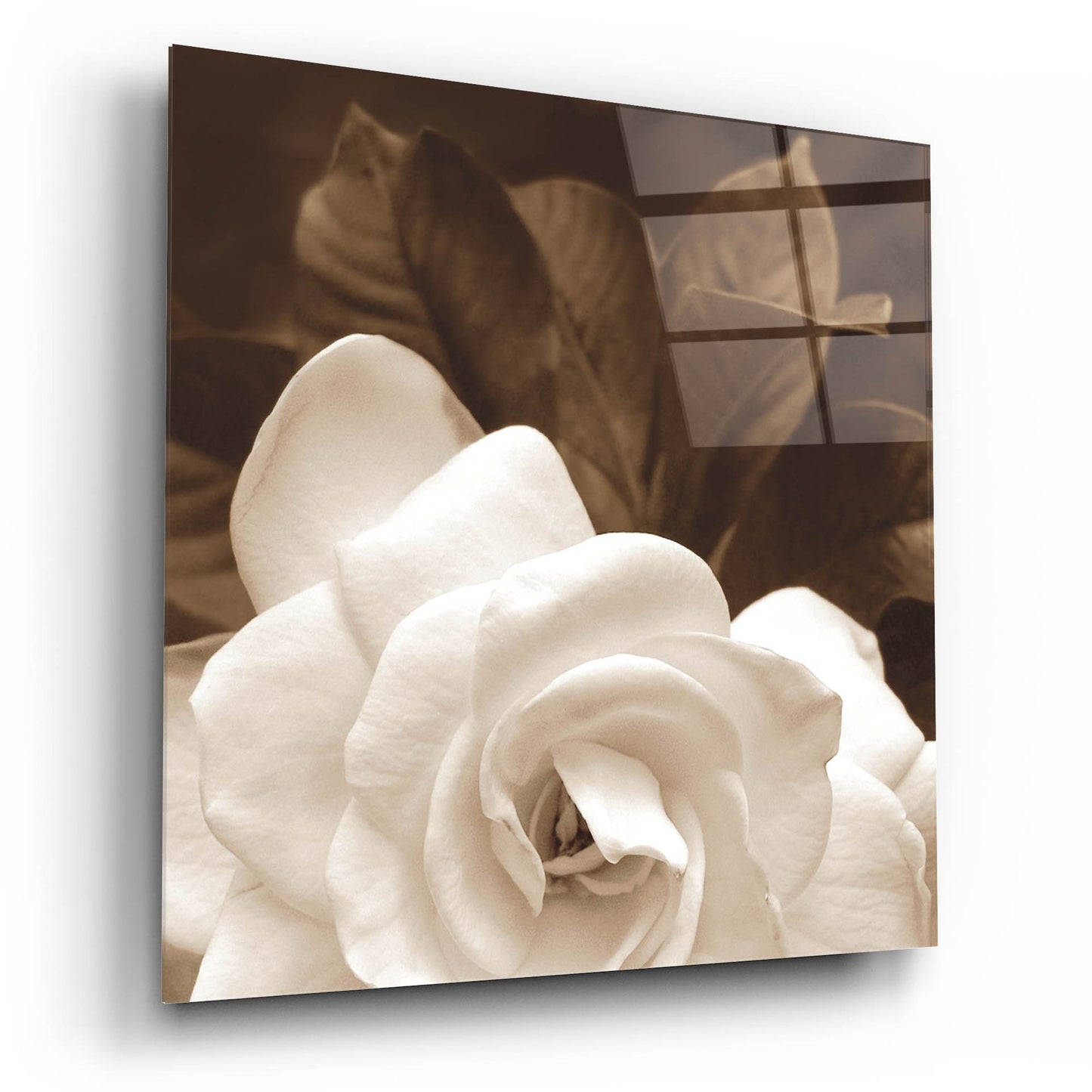 Epic Art ' Gardenia Garden' by Rebecca Swanson, Acrylic Glass Wall Art,12x12