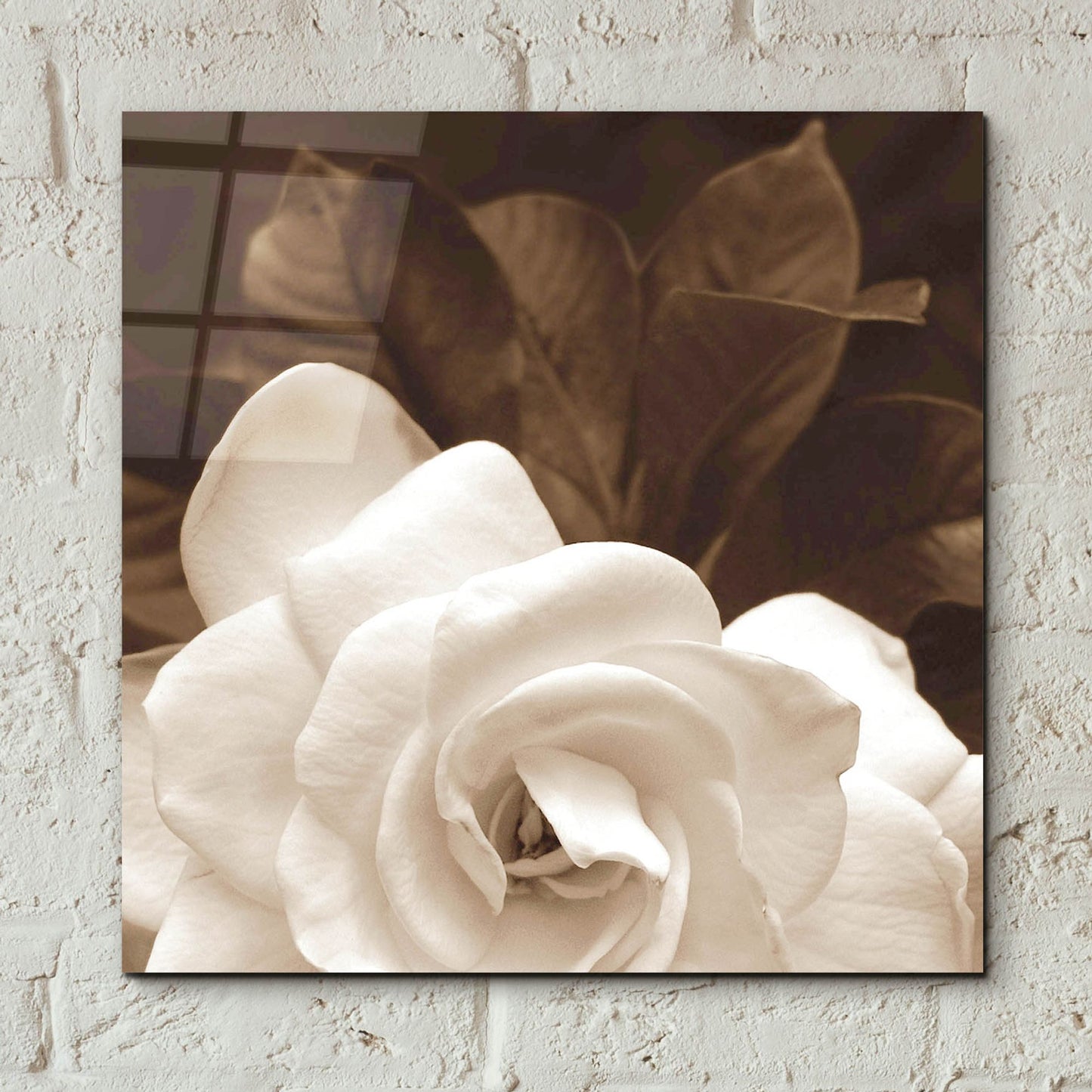 Epic Art ' Gardenia Garden' by Rebecca Swanson, Acrylic Glass Wall Art,12x12