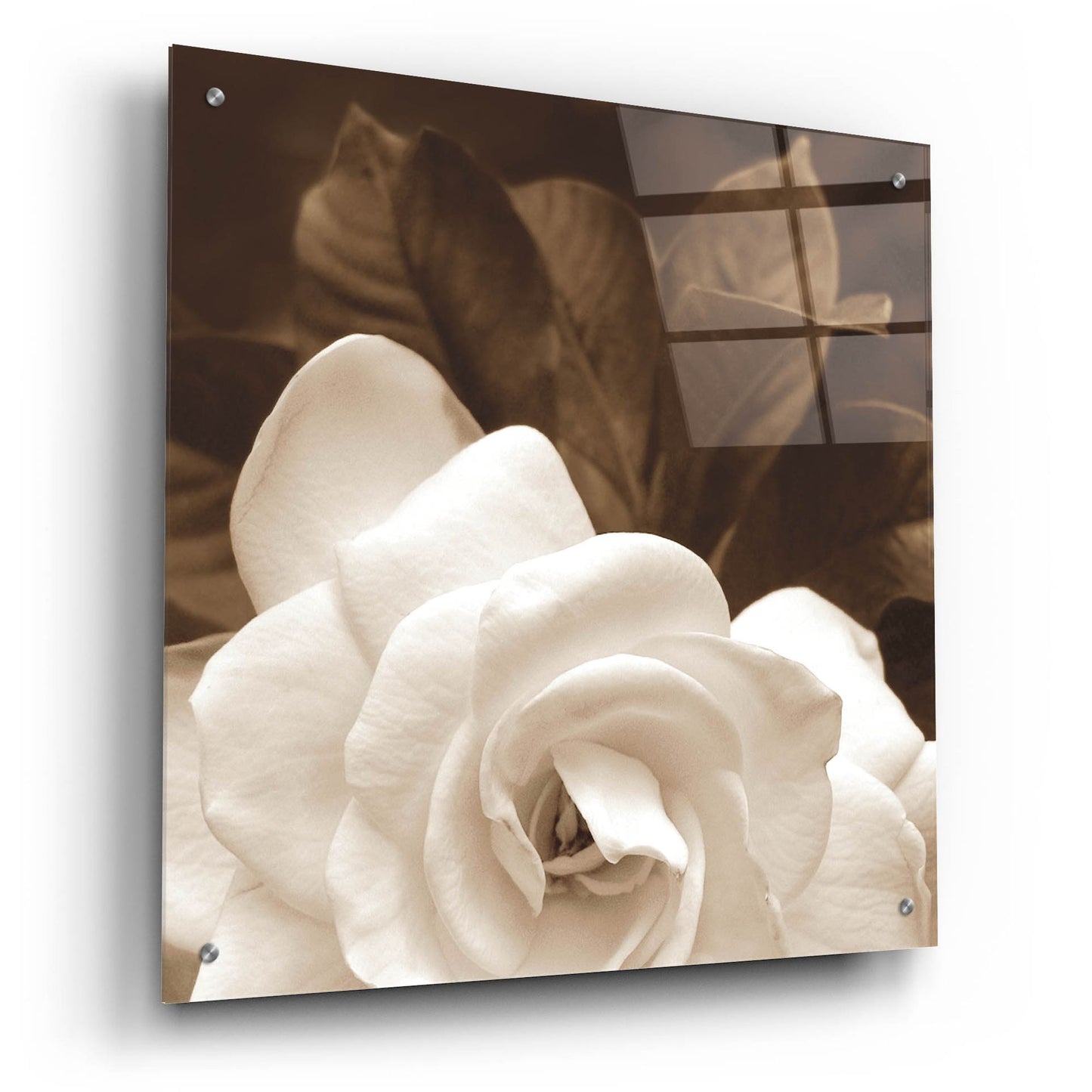 Epic Art ' Gardenia Garden' by Rebecca Swanson, Acrylic Glass Wall Art,24x24