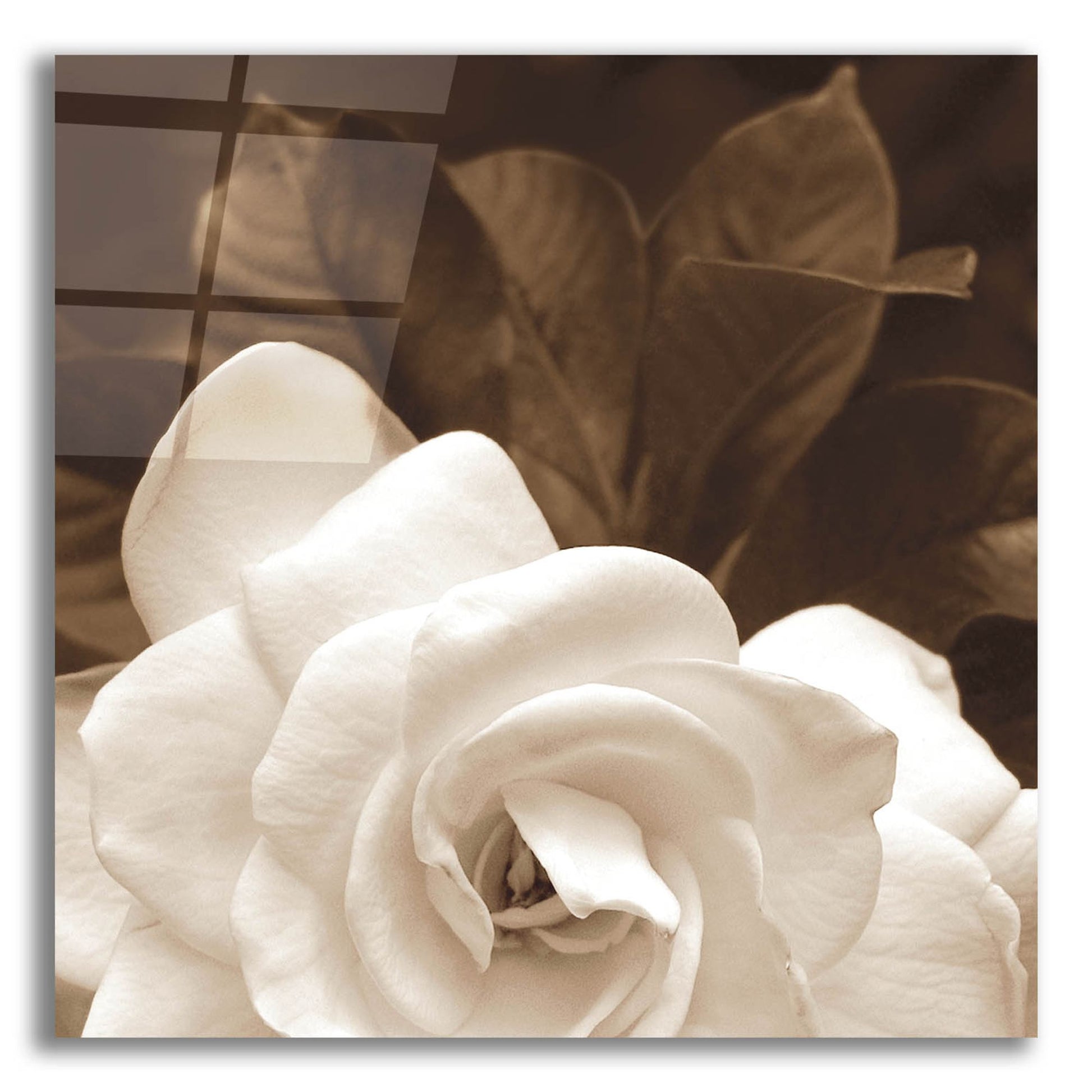 Epic Art ' Gardenia Garden' by Rebecca Swanson, Acrylic Glass Wall Art