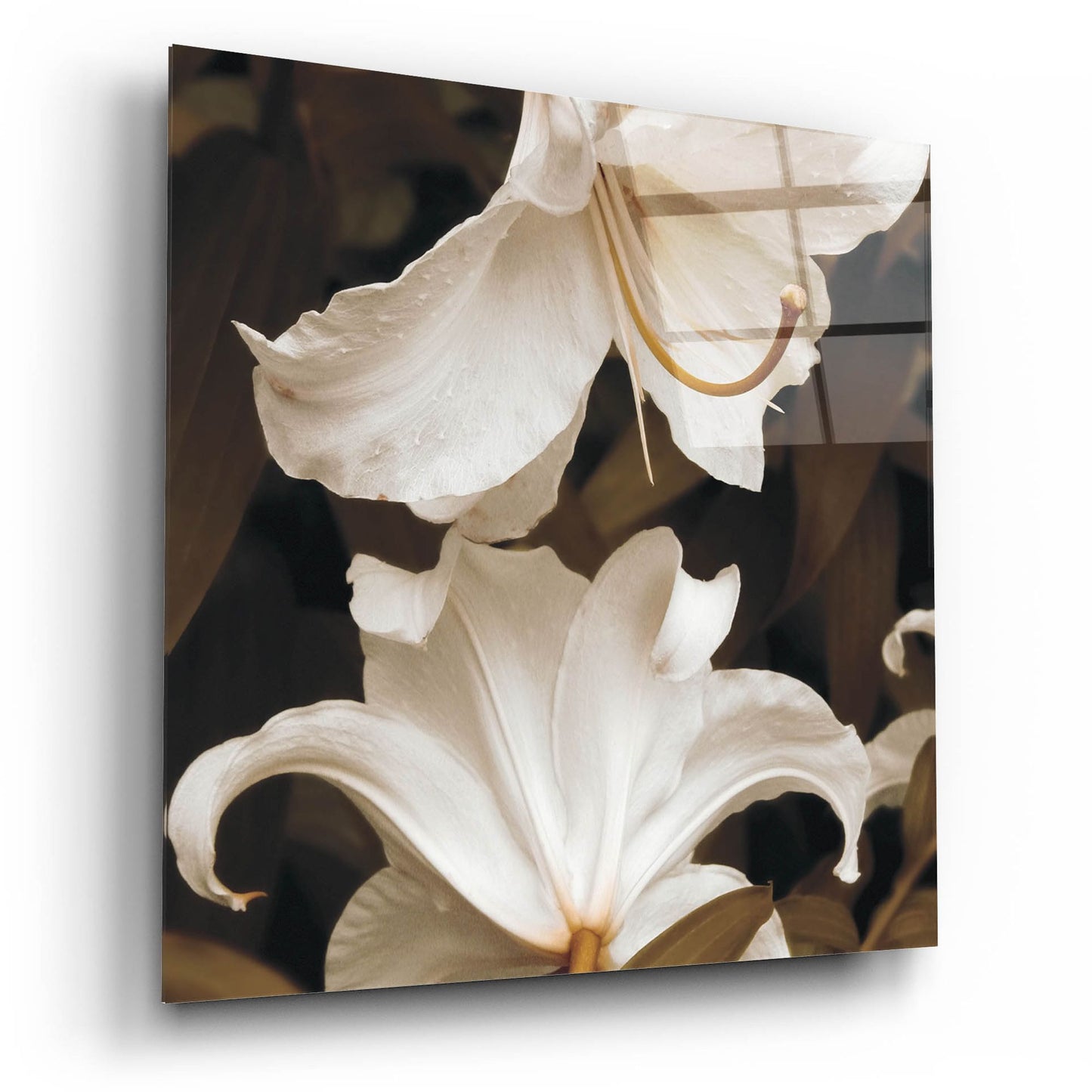 Epic Art ' White Lilies' by Rebecca Swanson, Acrylic Glass Wall Art,12x12