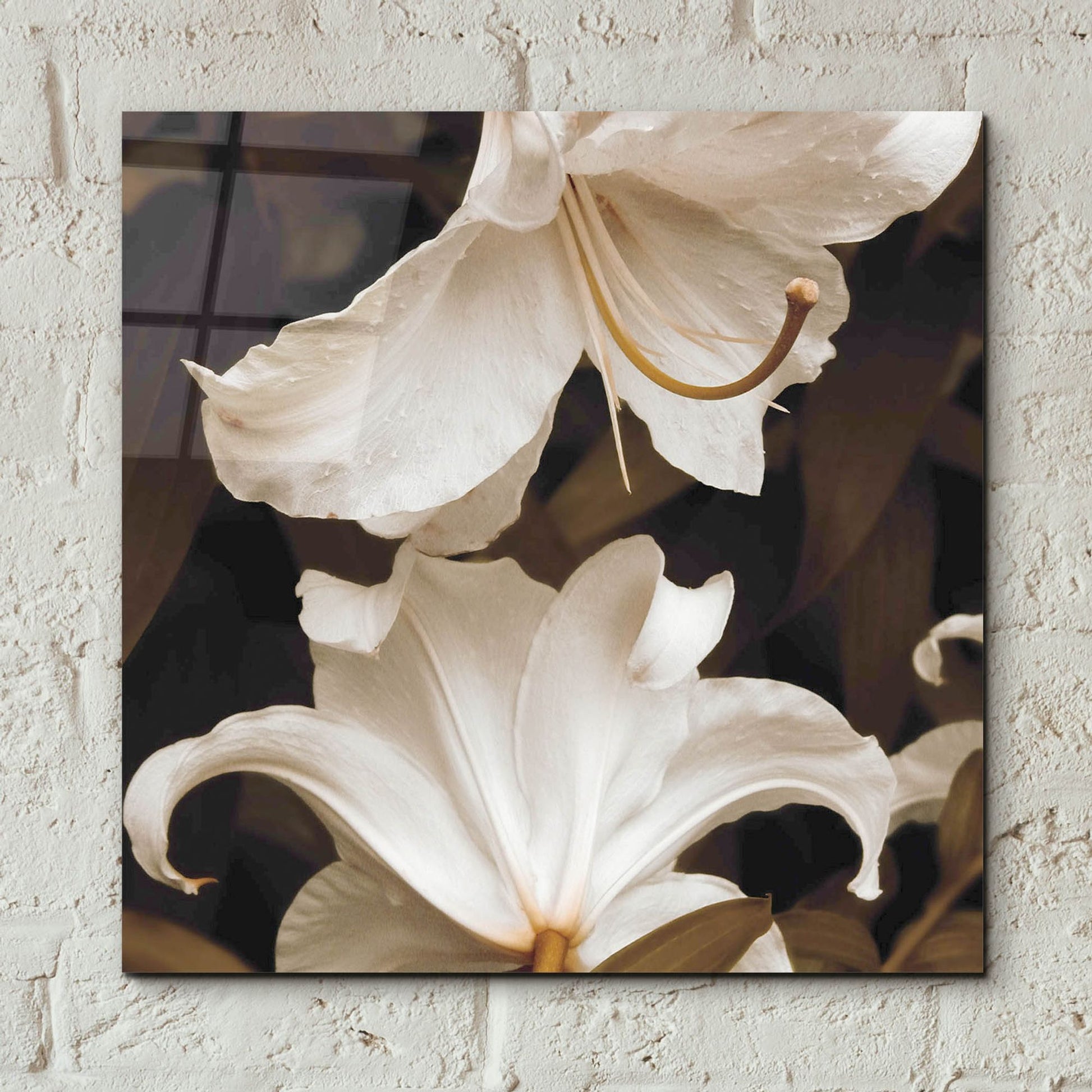 Epic Art ' White Lilies' by Rebecca Swanson, Acrylic Glass Wall Art,12x12