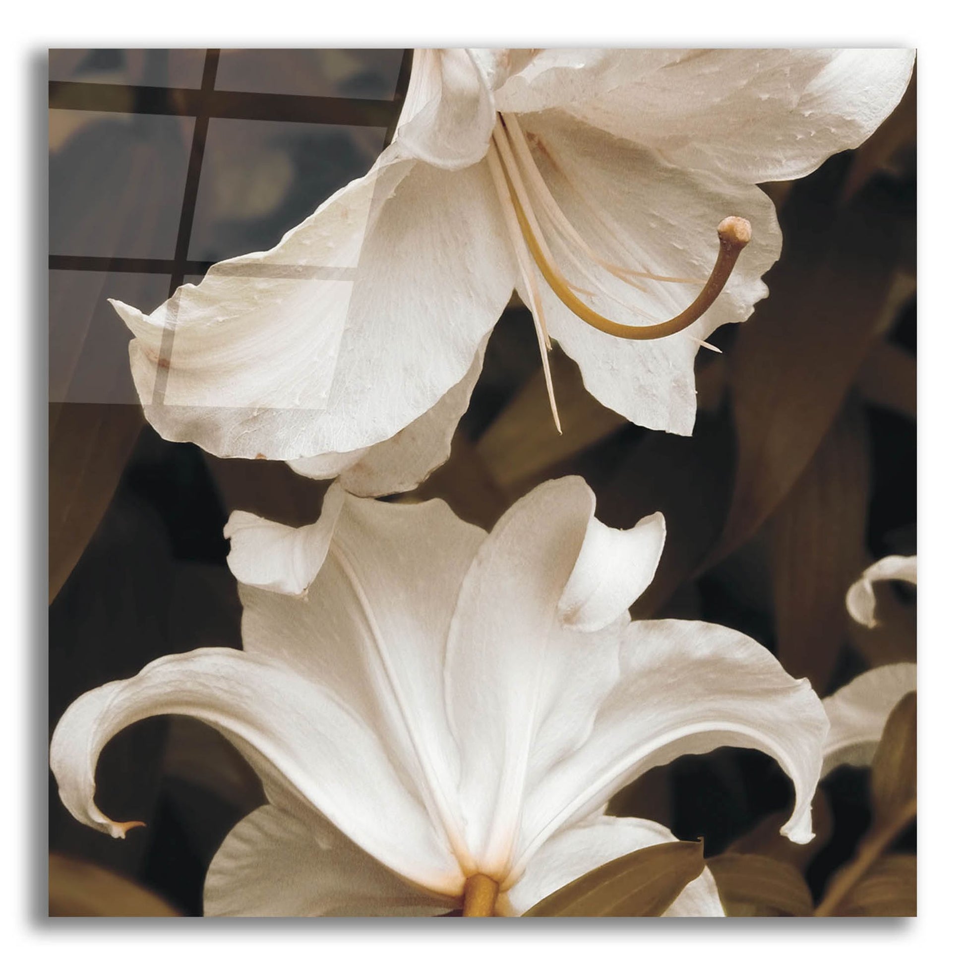 Epic Art ' White Lilies' by Rebecca Swanson, Acrylic Glass Wall Art