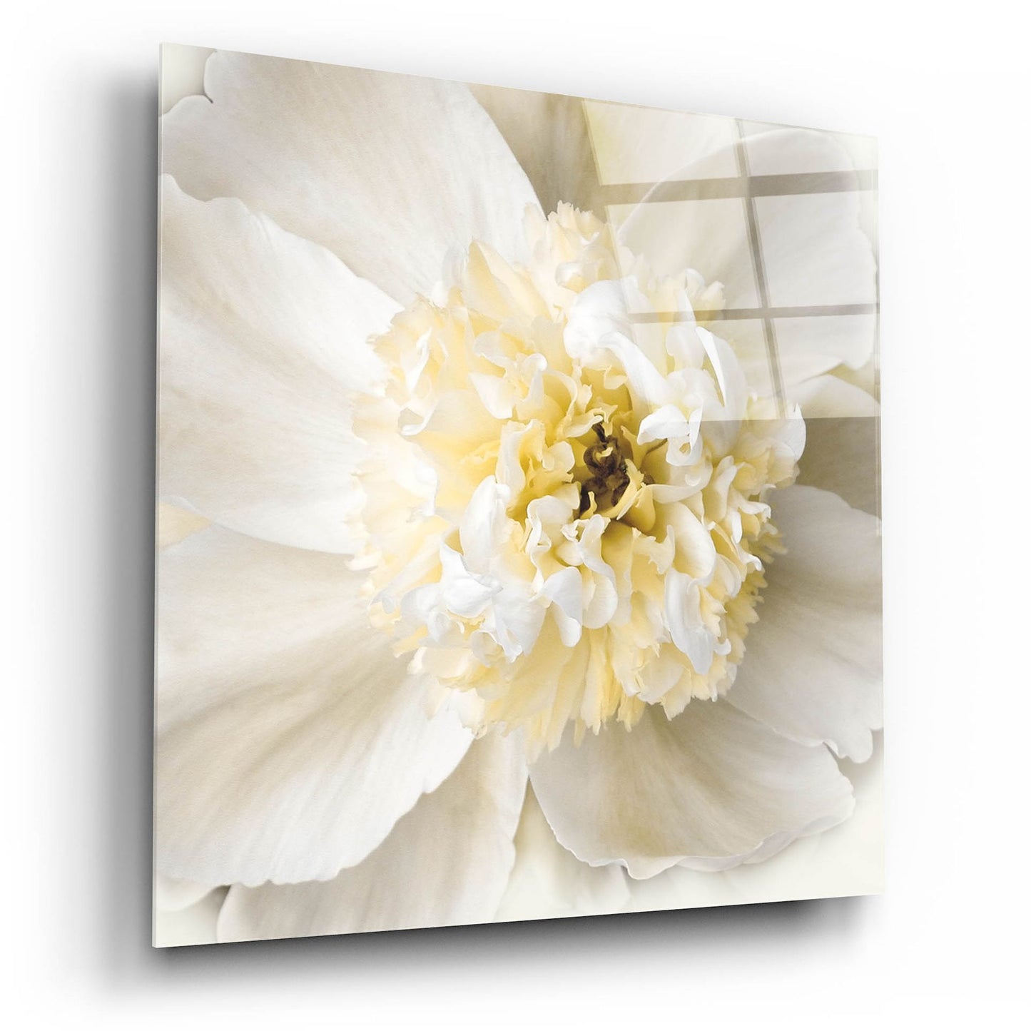 Epic Art ' Peony Praise' by Rebecca Swanson, Acrylic Glass Wall Art,12x12