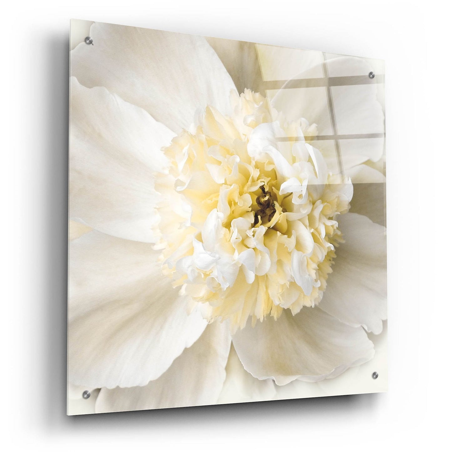 Epic Art ' Peony Praise' by Rebecca Swanson, Acrylic Glass Wall Art,24x24