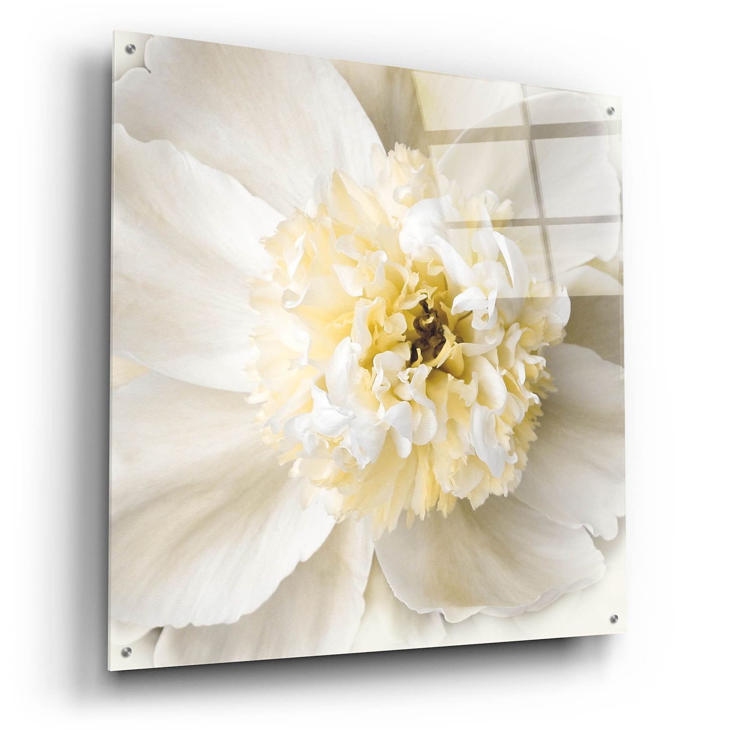 Epic Art ' Peony Praise' by Rebecca Swanson, Acrylic Glass Wall Art,36x36