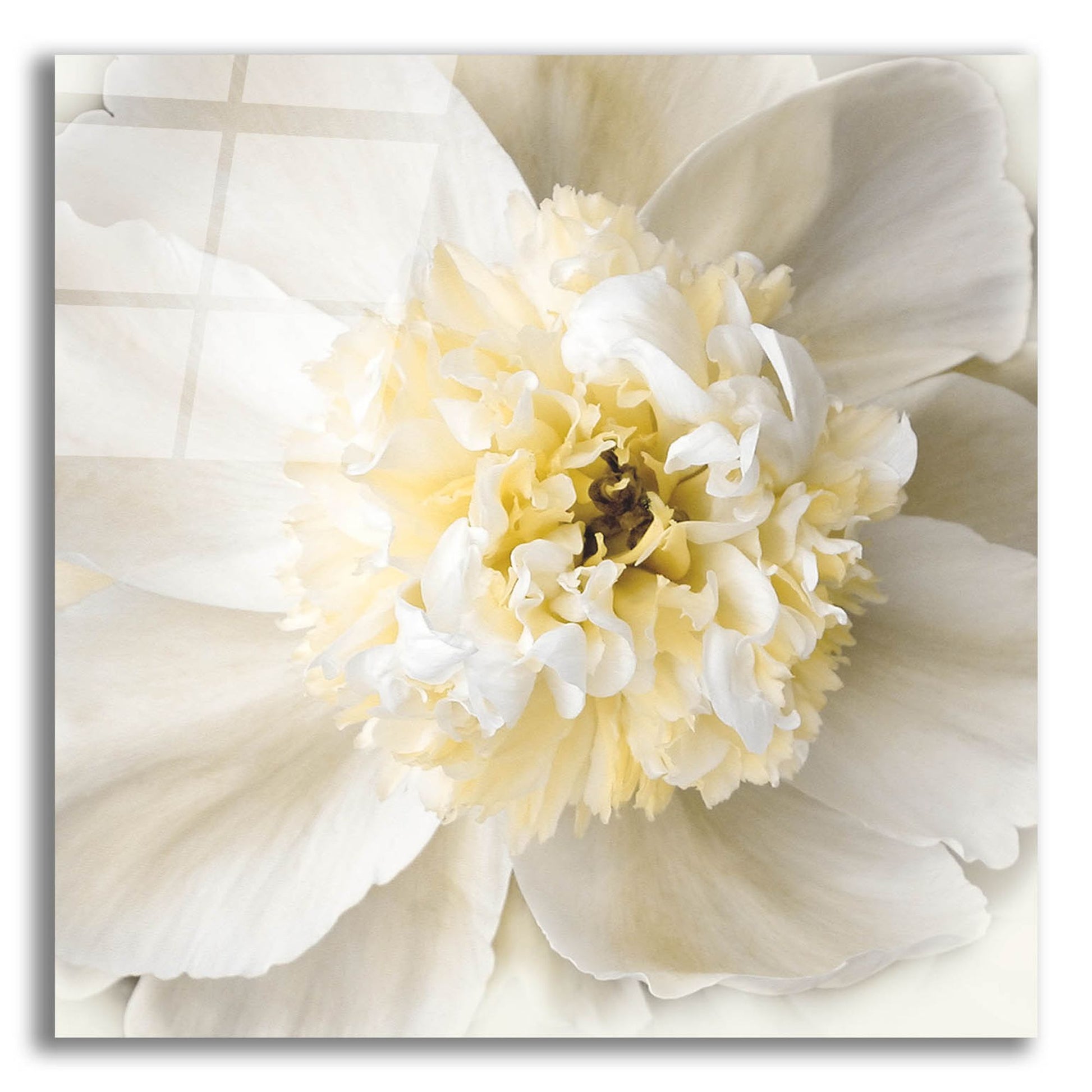 Epic Art ' Peony Praise' by Rebecca Swanson, Acrylic Glass Wall Art