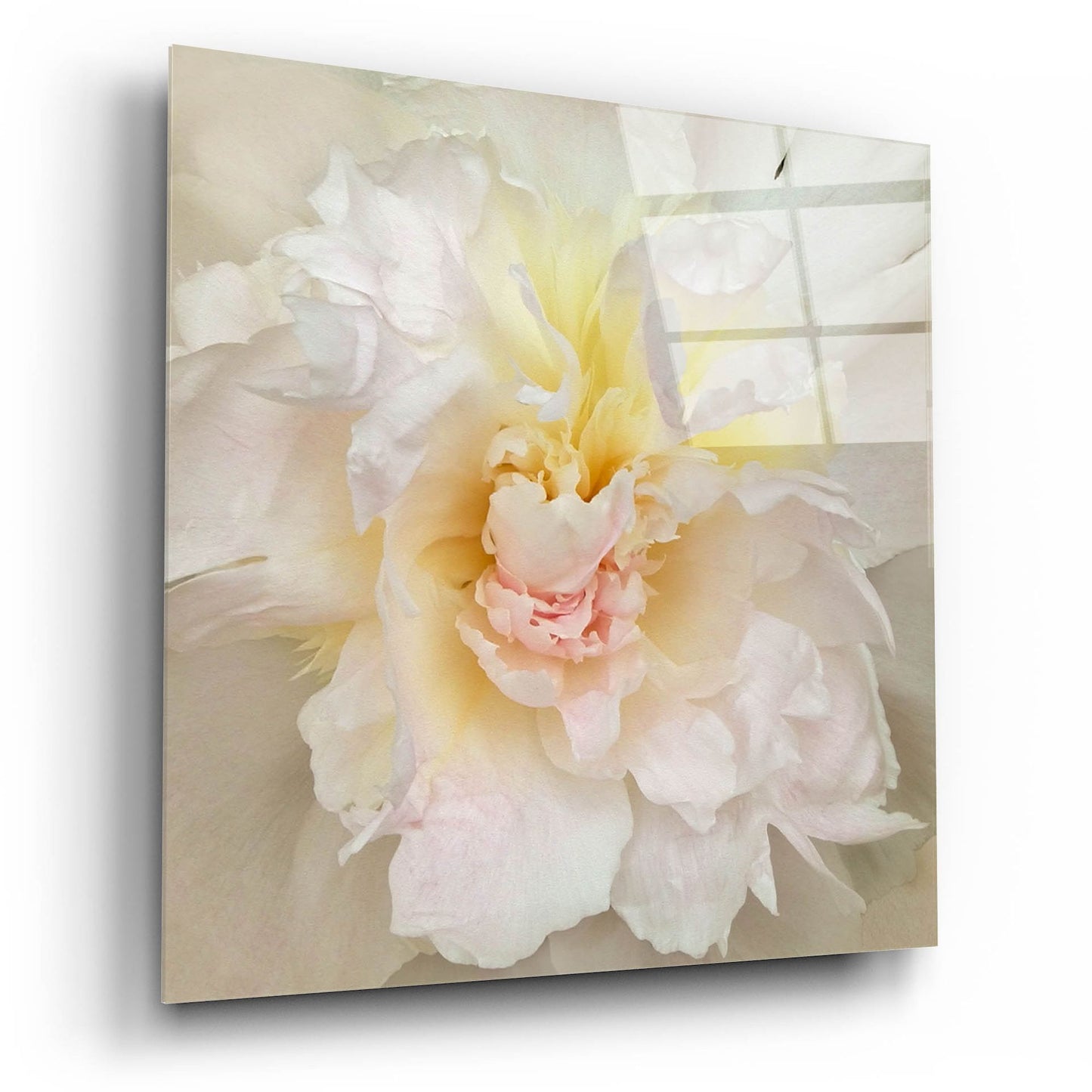 Epic Art ' Paeonia' by Rebecca Swanson, Acrylic Glass Wall Art,12x12