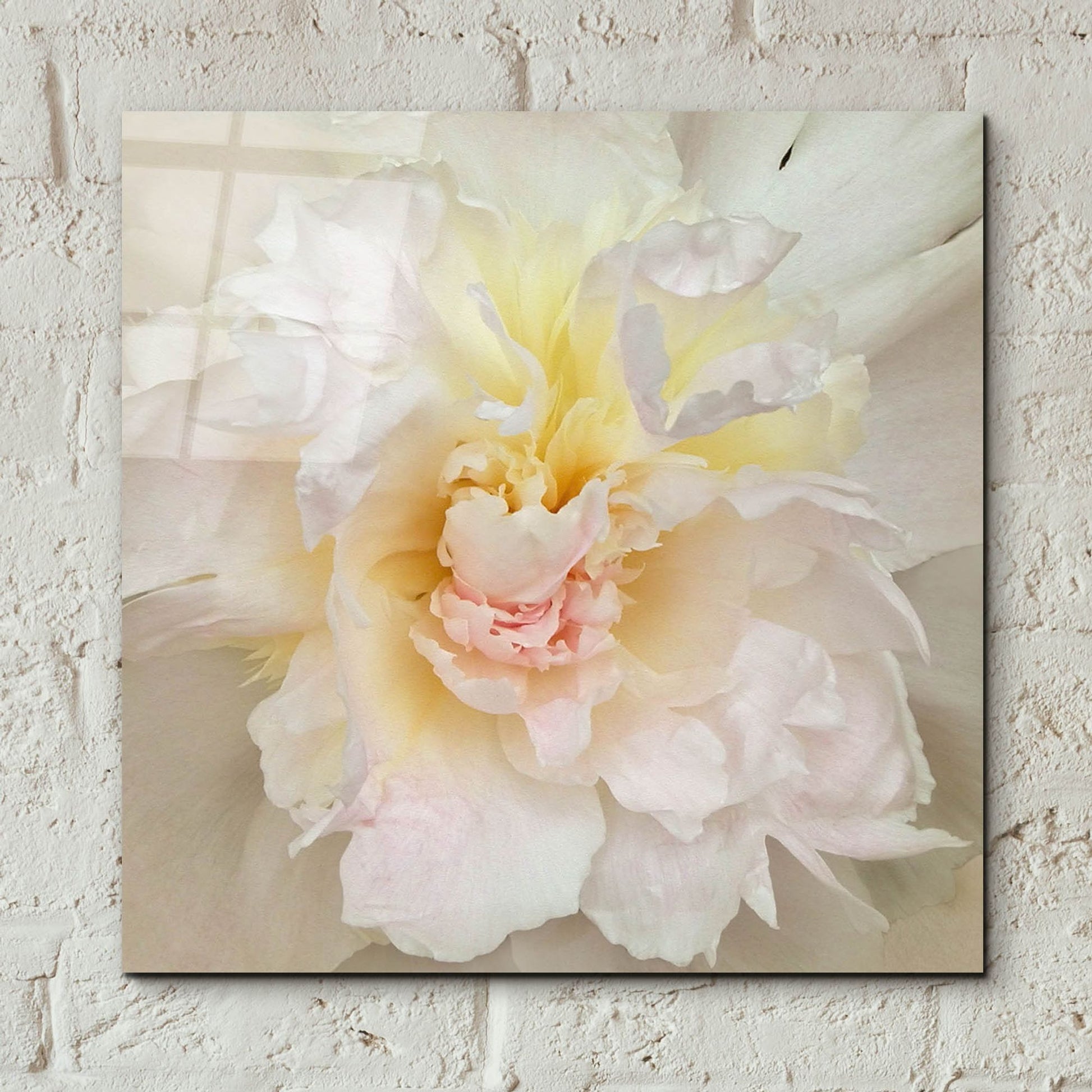 Epic Art ' Paeonia' by Rebecca Swanson, Acrylic Glass Wall Art,12x12