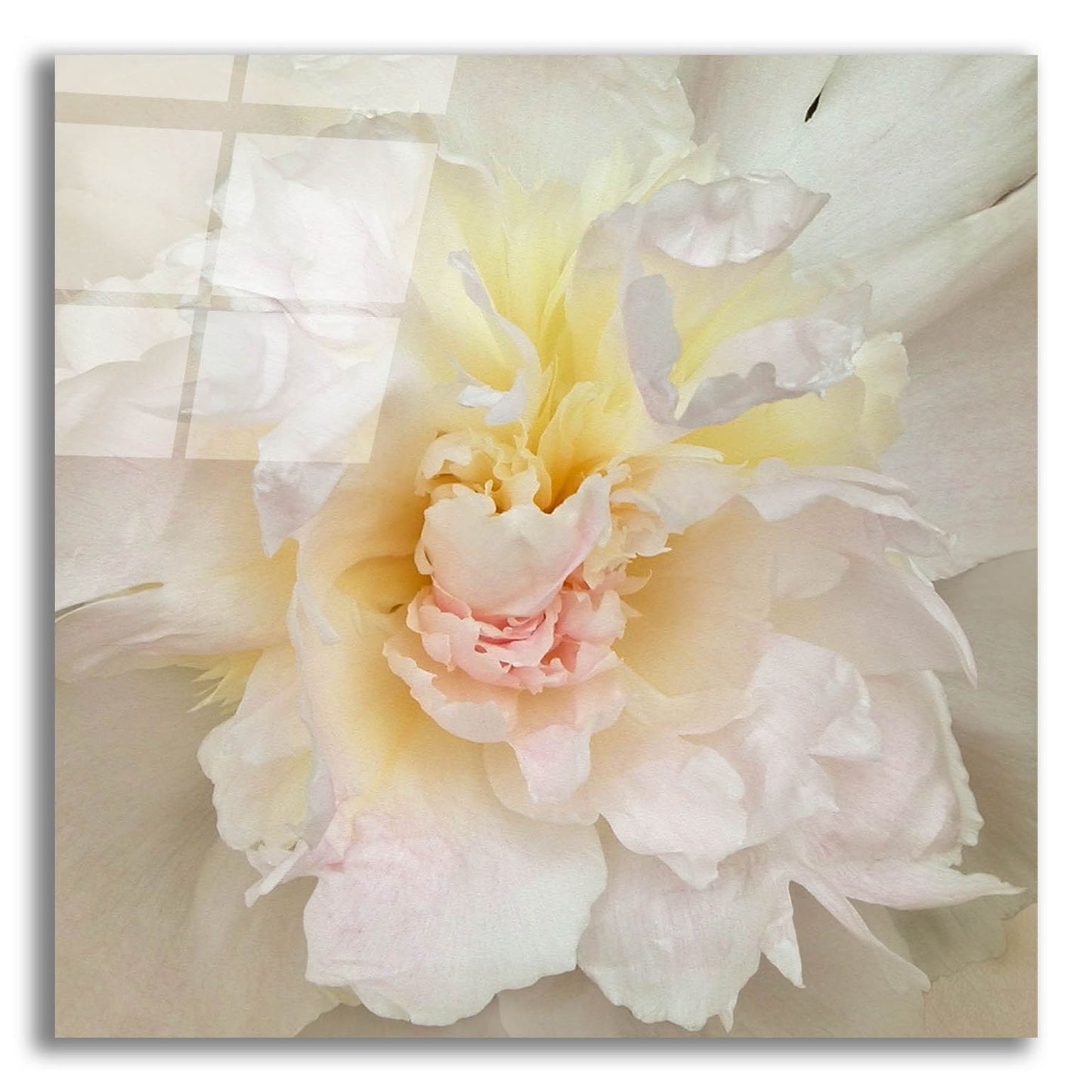 Epic Art ' Paeonia' by Rebecca Swanson, Acrylic Glass Wall Art