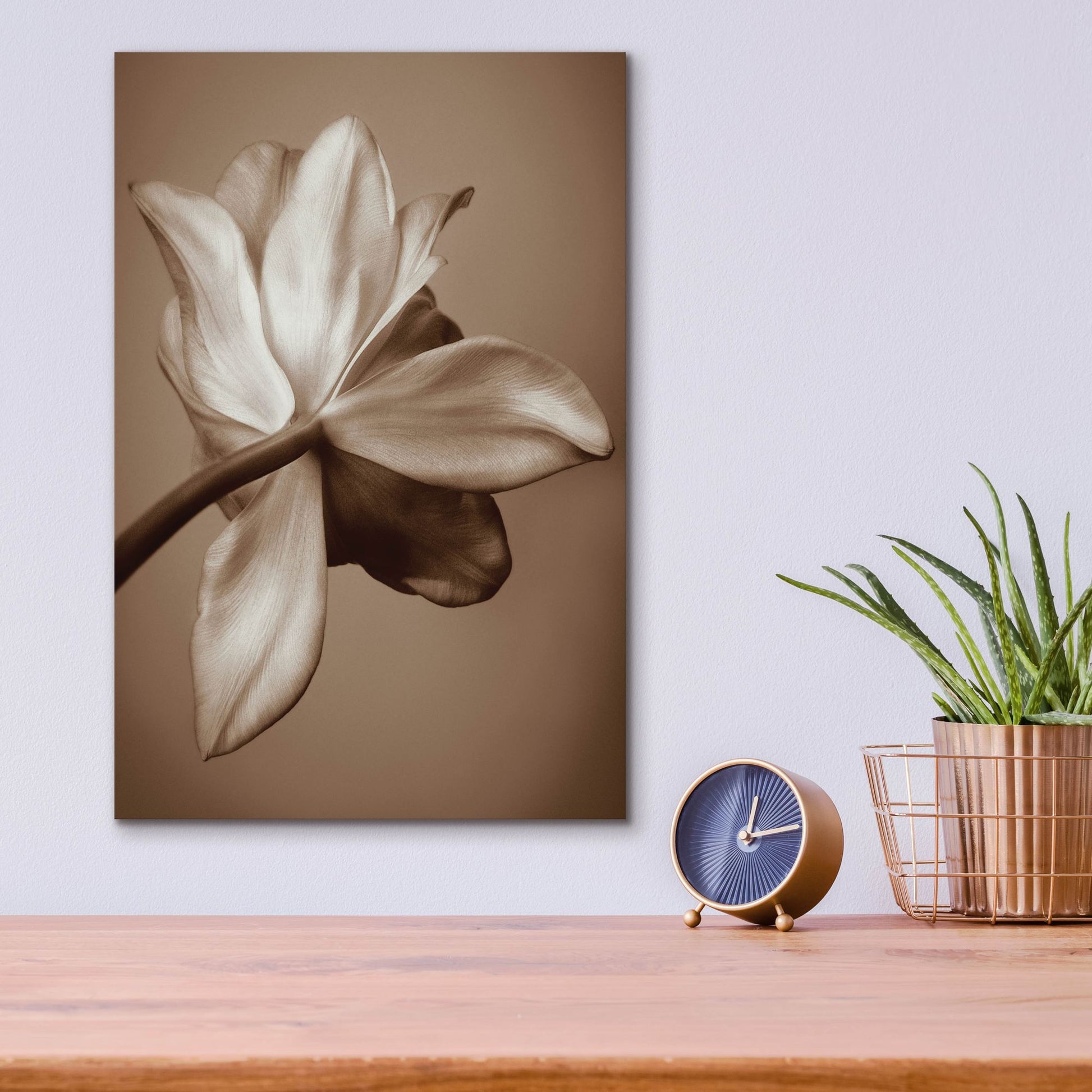 Epic Art ' Moonlight Tulip' by Rebecca Swanson, Acrylic Glass Wall Art,12x16