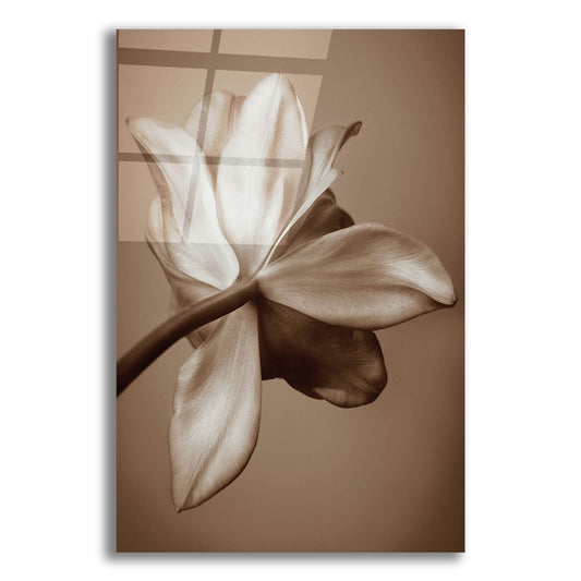 Epic Art ' Moonlight Tulip' by Rebecca Swanson, Acrylic Glass Wall Art