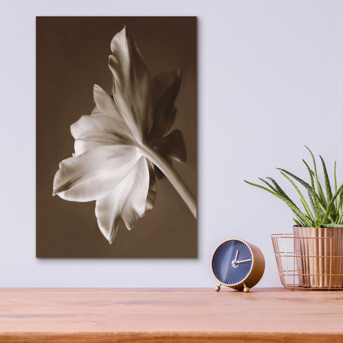 Epic Art ' Moonglow Tulip' by Rebecca Swanson, Acrylic Glass Wall Art,12x16