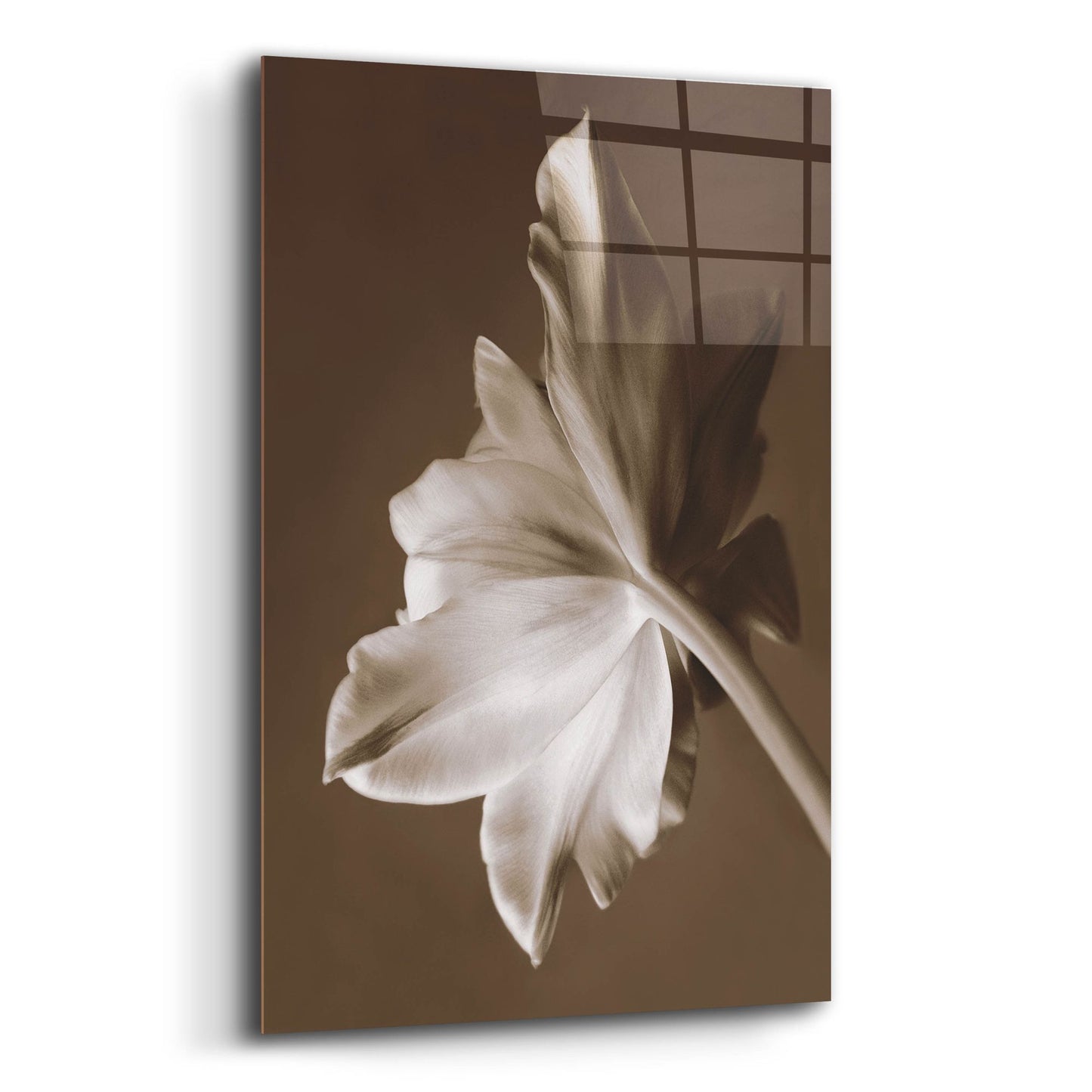 Epic Art ' Moonglow Tulip' by Rebecca Swanson, Acrylic Glass Wall Art,16x24