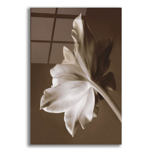 Epic Art ' Moonglow Tulip' by Rebecca Swanson, Acrylic Glass Wall Art