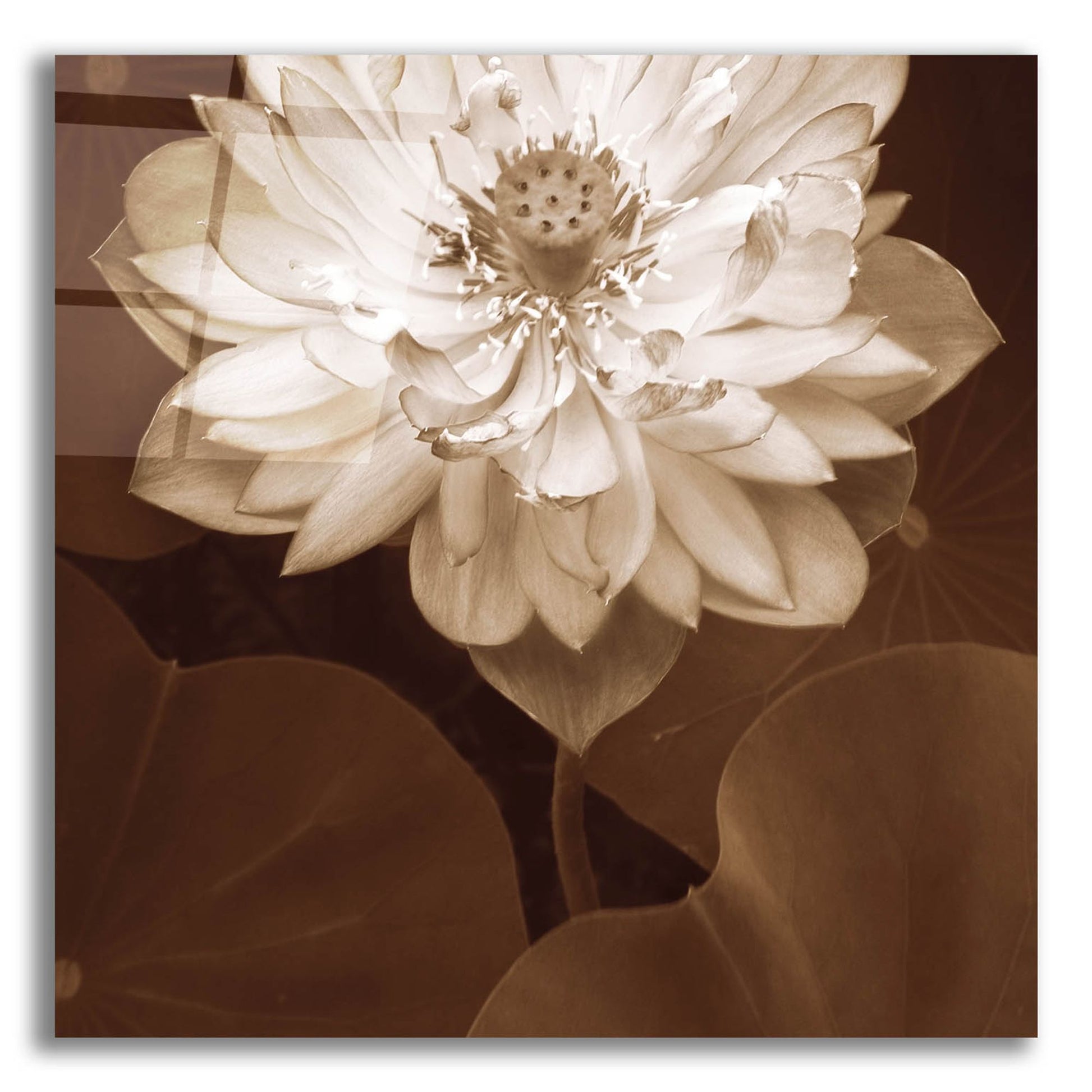 Epic Art ' Lotus Welcome' by Rebecca Swanson, Acrylic Glass Wall Art