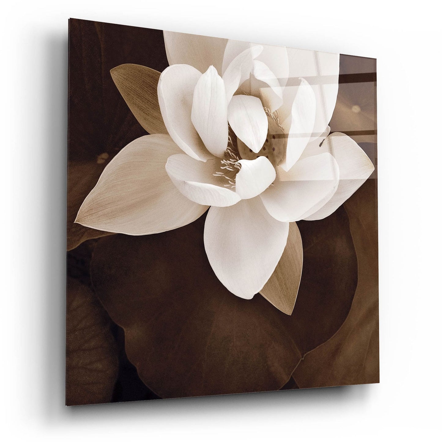 Epic Art ' Amazon Lotus' by Rebecca Swanson, Acrylic Glass Wall Art,12x12