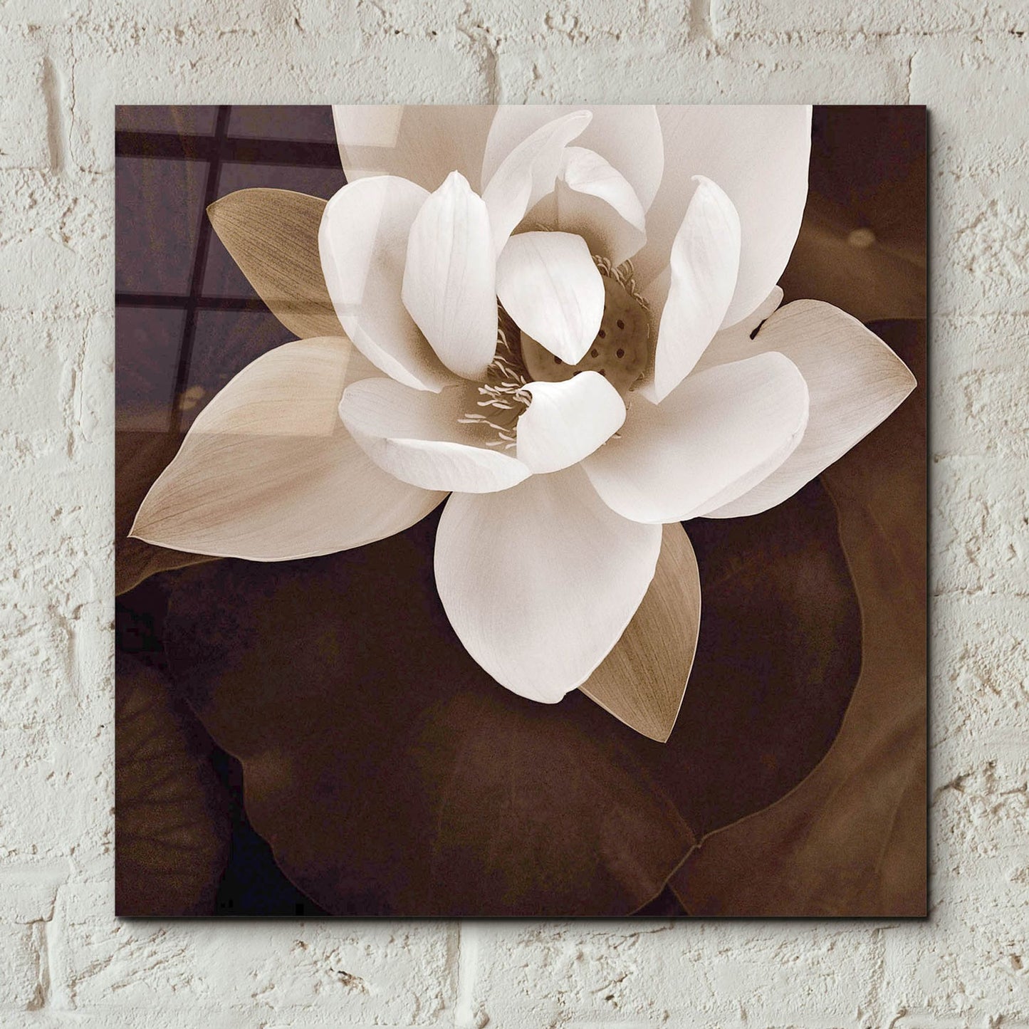 Epic Art ' Amazon Lotus' by Rebecca Swanson, Acrylic Glass Wall Art,12x12