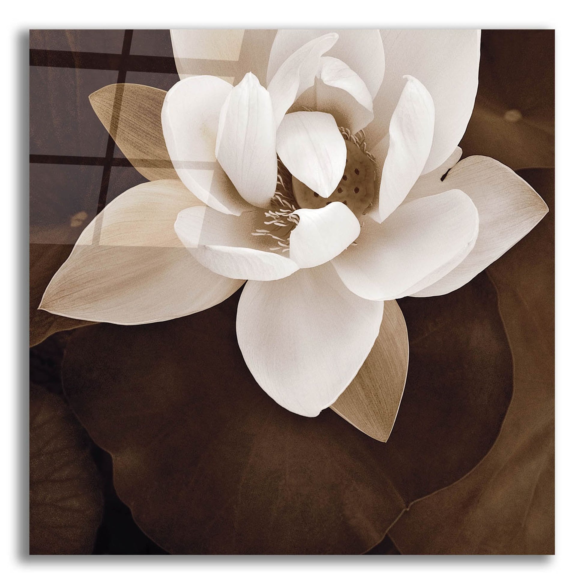 Epic Art ' Amazon Lotus' by Rebecca Swanson, Acrylic Glass Wall Art