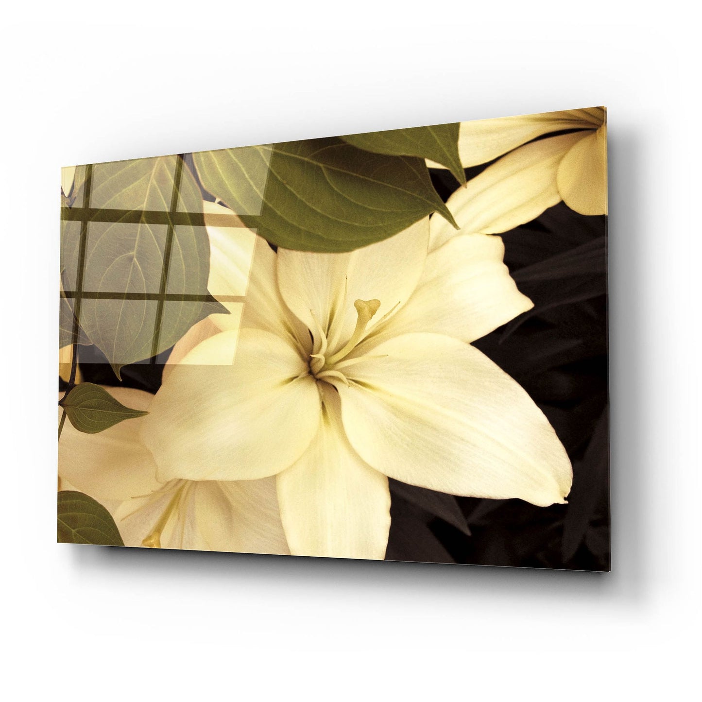 Epic Art ' Lily and Leaves' by Rebecca Swanson, Acrylic Glass Wall Art,24x16