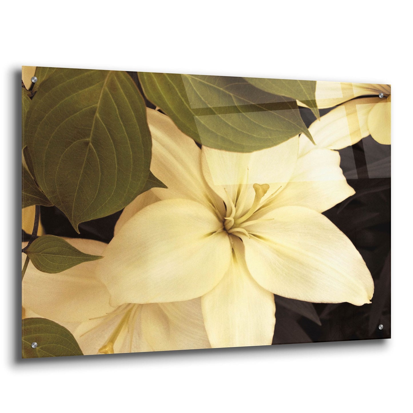 Epic Art ' Lily and Leaves' by Rebecca Swanson, Acrylic Glass Wall Art,36x24