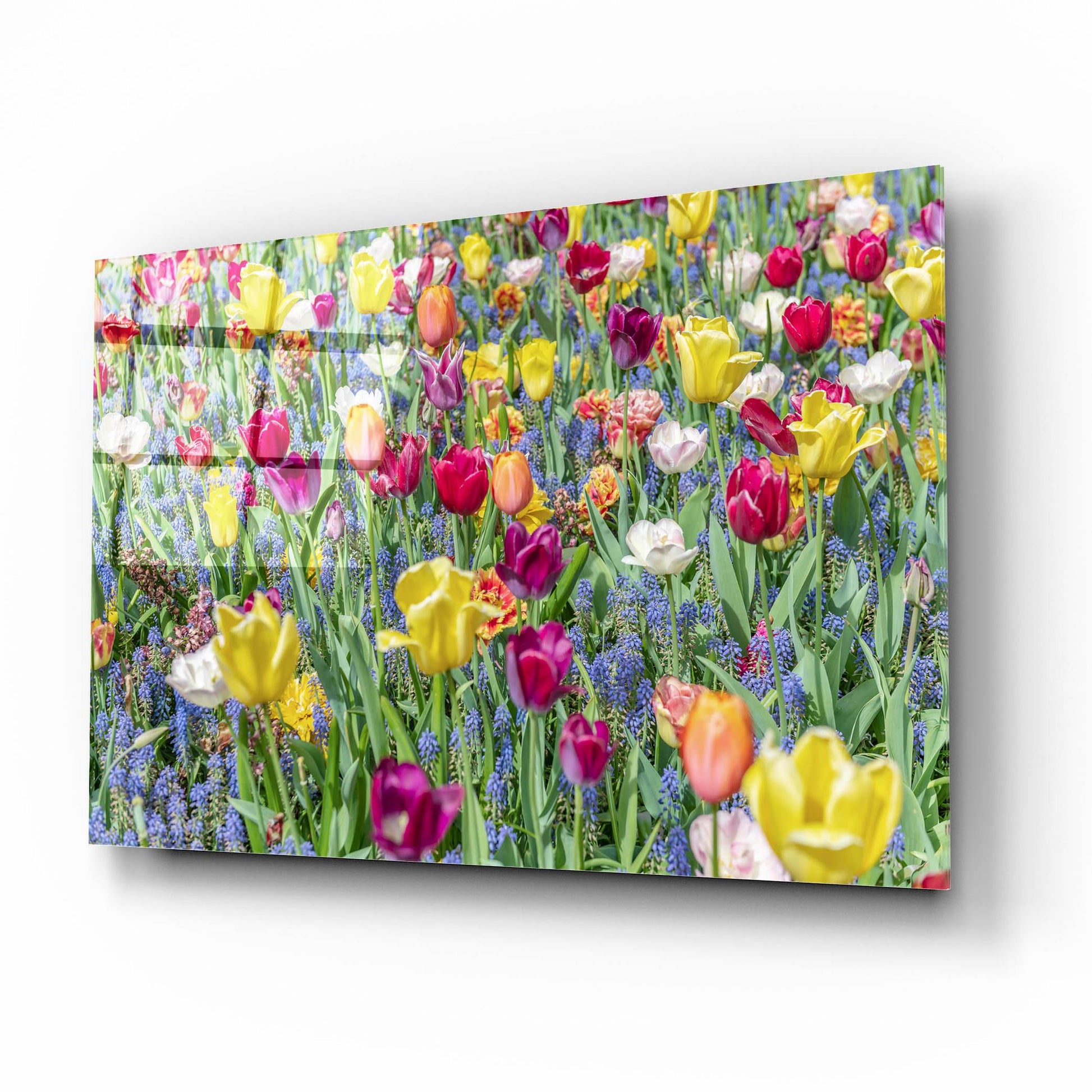 Epic Art ' Kuekenhof Tulips I' by Richard Silver, Acrylic Glass Wall Art,16x12