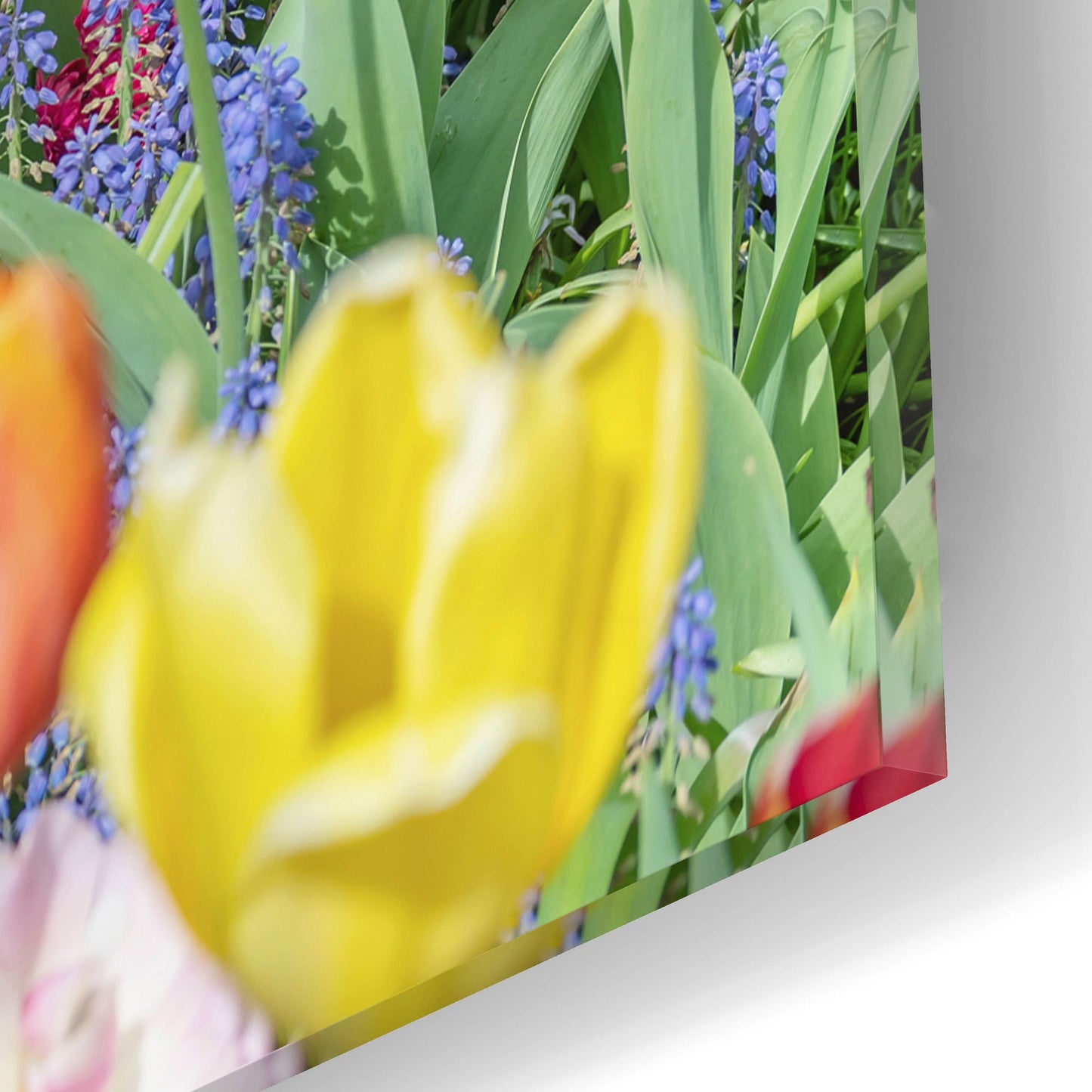 Epic Art ' Kuekenhof Tulips I' by Richard Silver, Acrylic Glass Wall Art,16x12