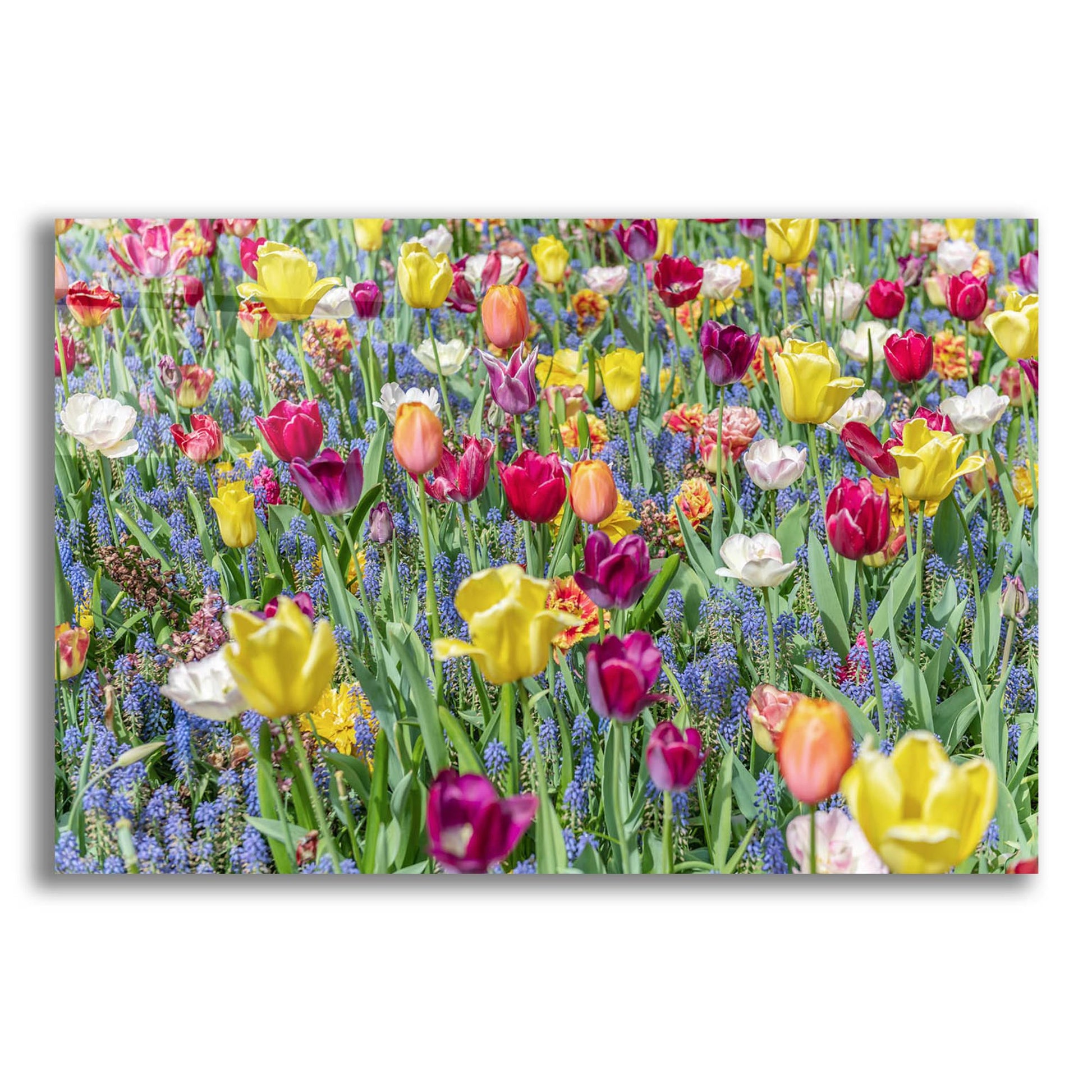 Epic Art ' Kuekenhof Tulips I' by Richard Silver, Acrylic Glass Wall Art,24x16