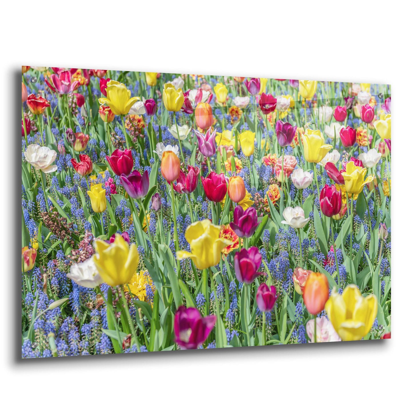 Epic Art ' Kuekenhof Tulips I' by Richard Silver, Acrylic Glass Wall Art,36x24