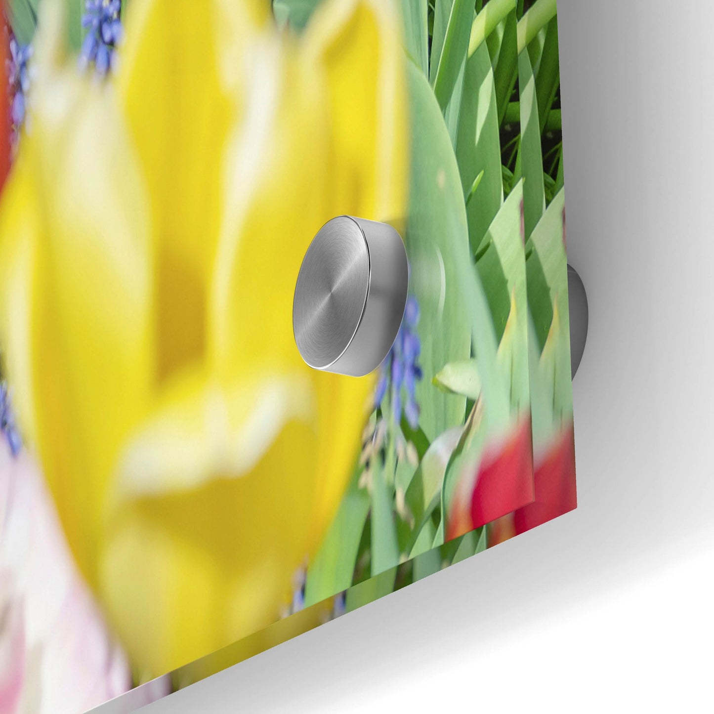 Epic Art ' Kuekenhof Tulips I' by Richard Silver, Acrylic Glass Wall Art,36x24