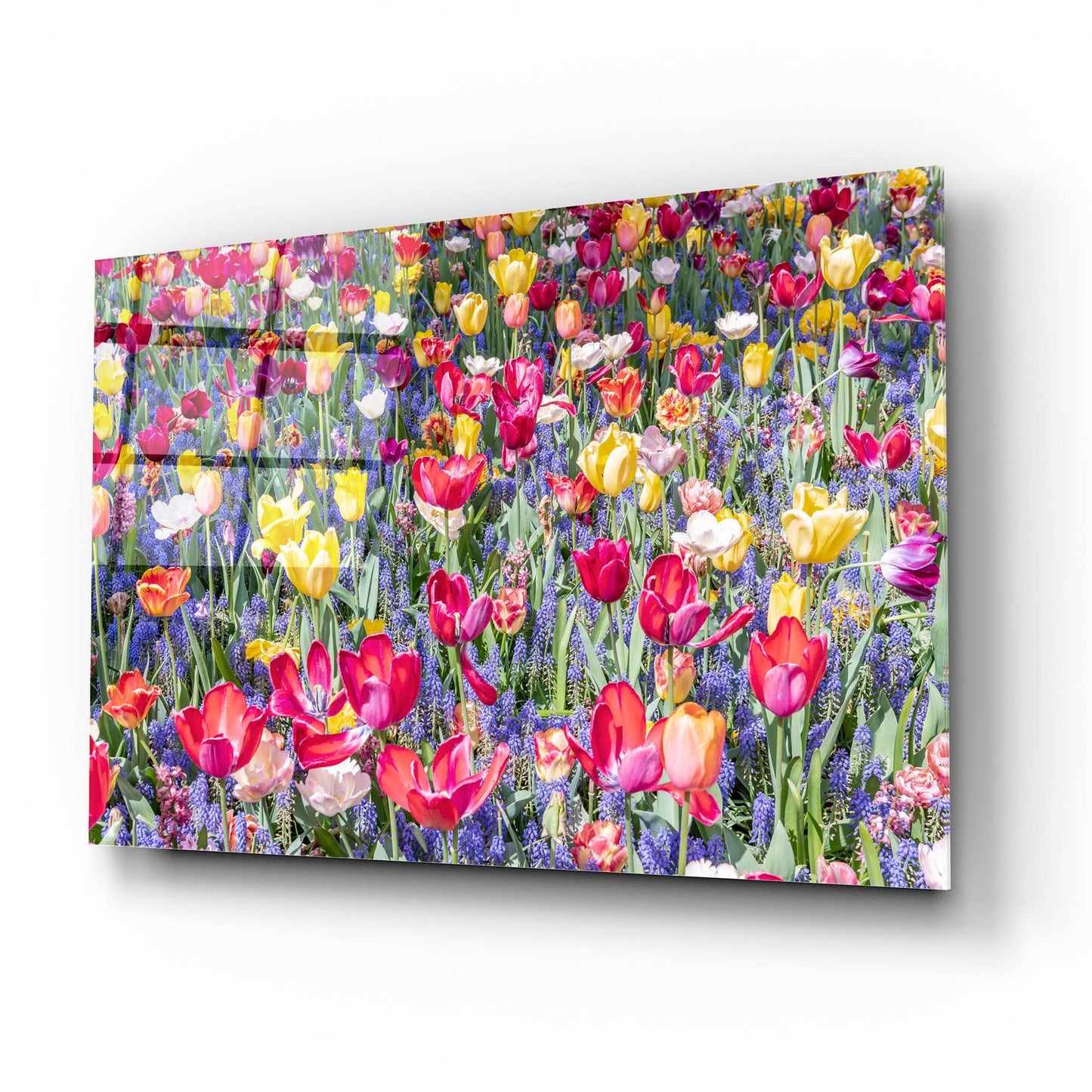 Epic Art ' Kuekenhof Tulips II' by Richard Silver, Acrylic Glass Wall Art,16x12