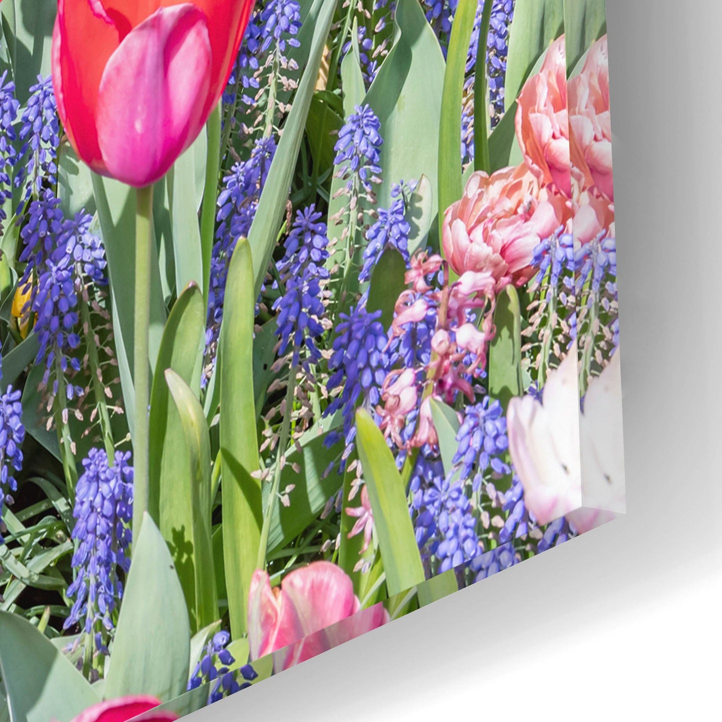 Epic Art ' Kuekenhof Tulips II' by Richard Silver, Acrylic Glass Wall Art,16x12