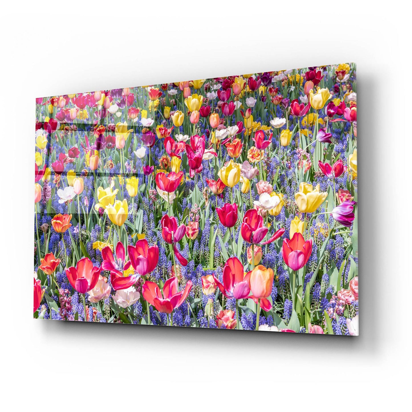 Epic Art ' Kuekenhof Tulips II' by Richard Silver, Acrylic Glass Wall Art,24x16