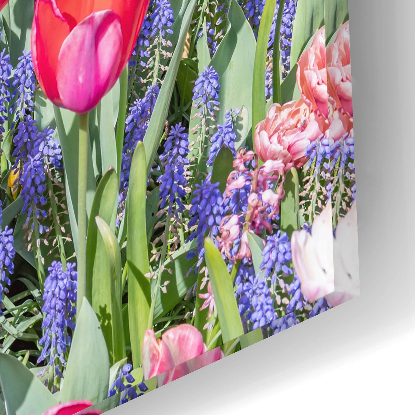 Epic Art ' Kuekenhof Tulips II' by Richard Silver, Acrylic Glass Wall Art,24x16